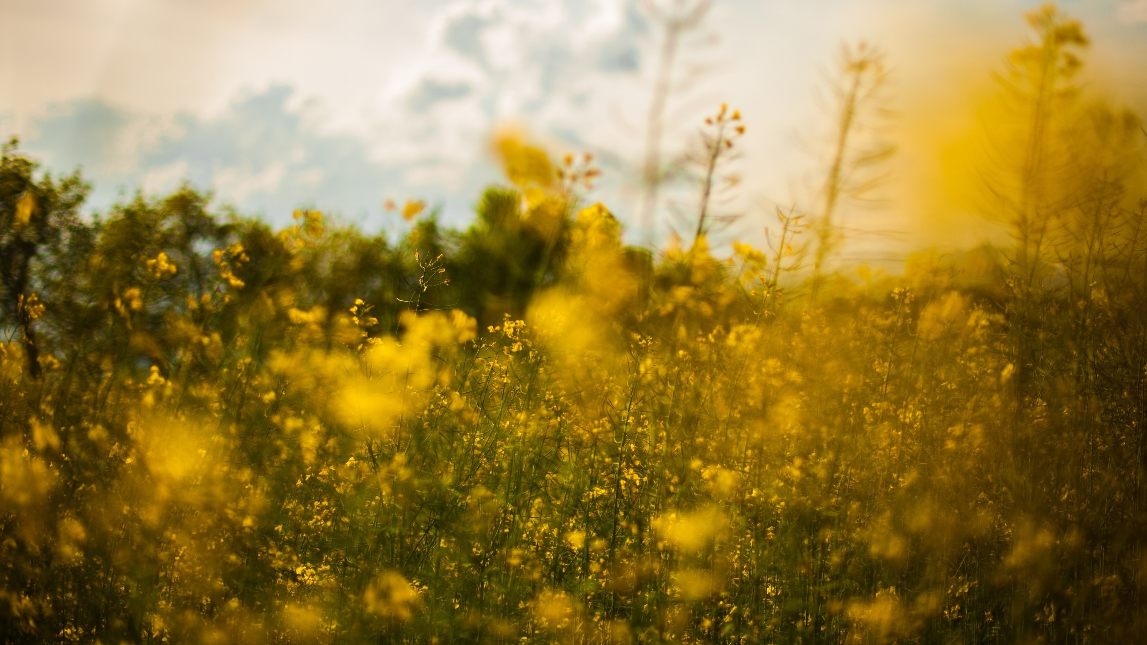 Обои цветы, природа, пейзаж, поле, луг, рапс, желтые цветы, flowers, nature, landscape, field, meadow, rape, yellow flowers разрешение 3840x2160 Загрузить