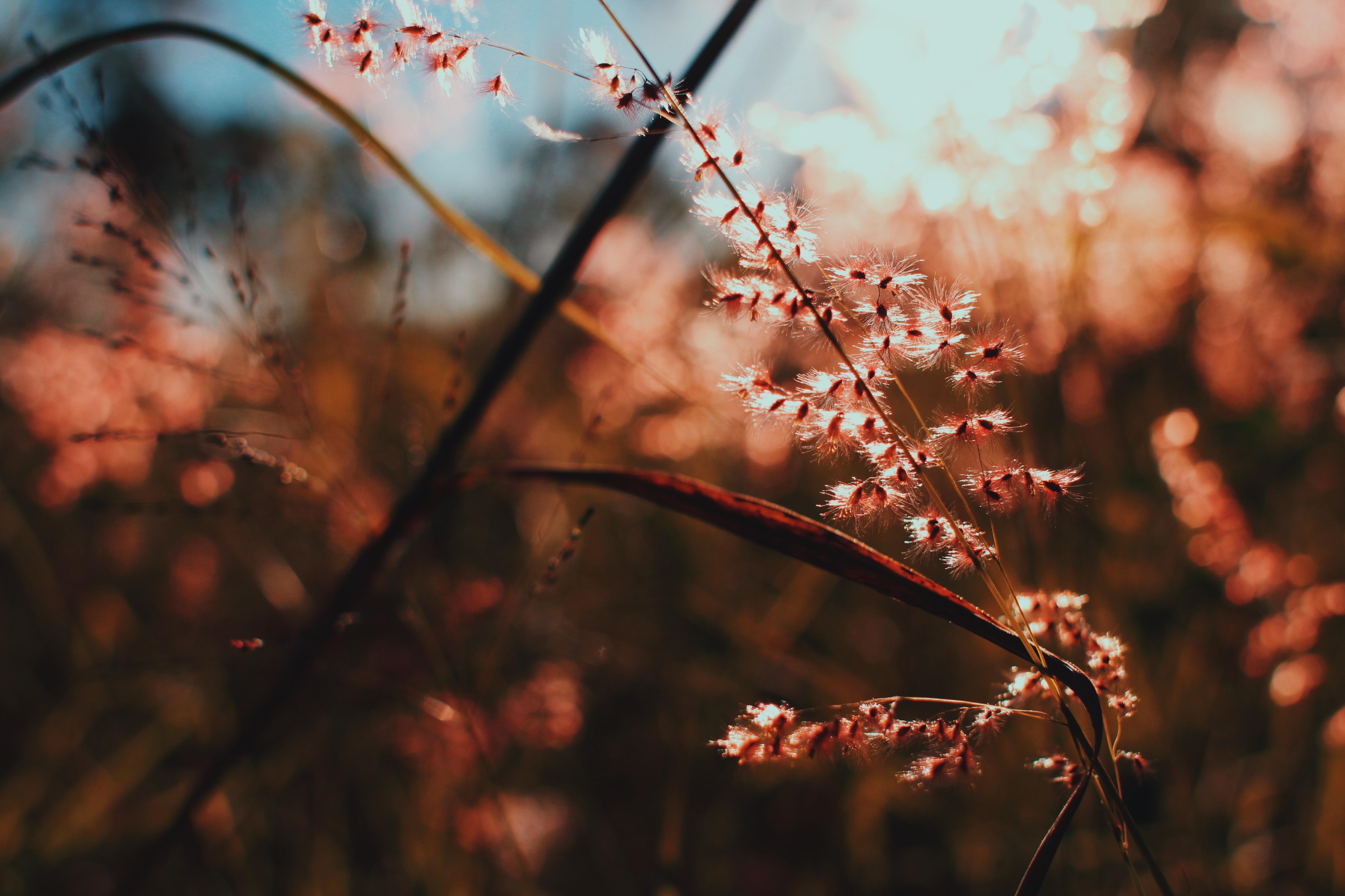 Обои свет, ветка, природа, макро, растение, light, branch, nature, macro, plant разрешение 5184x3456 Загрузить