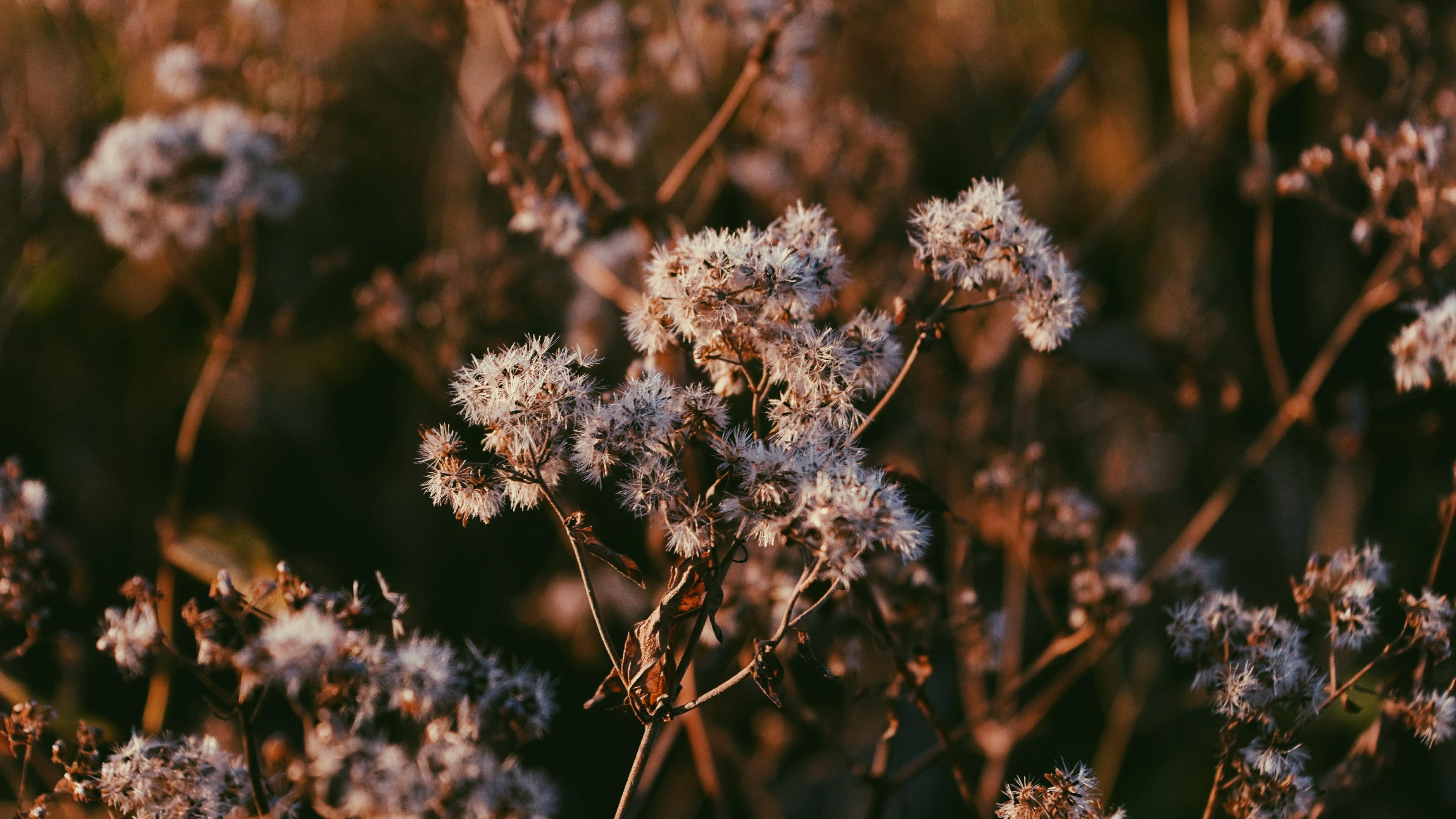 Обои ветка, природа, макро, стебли, растение, сухие, branch, nature, macro, stems, plant, dry разрешение 4897x2755 Загрузить