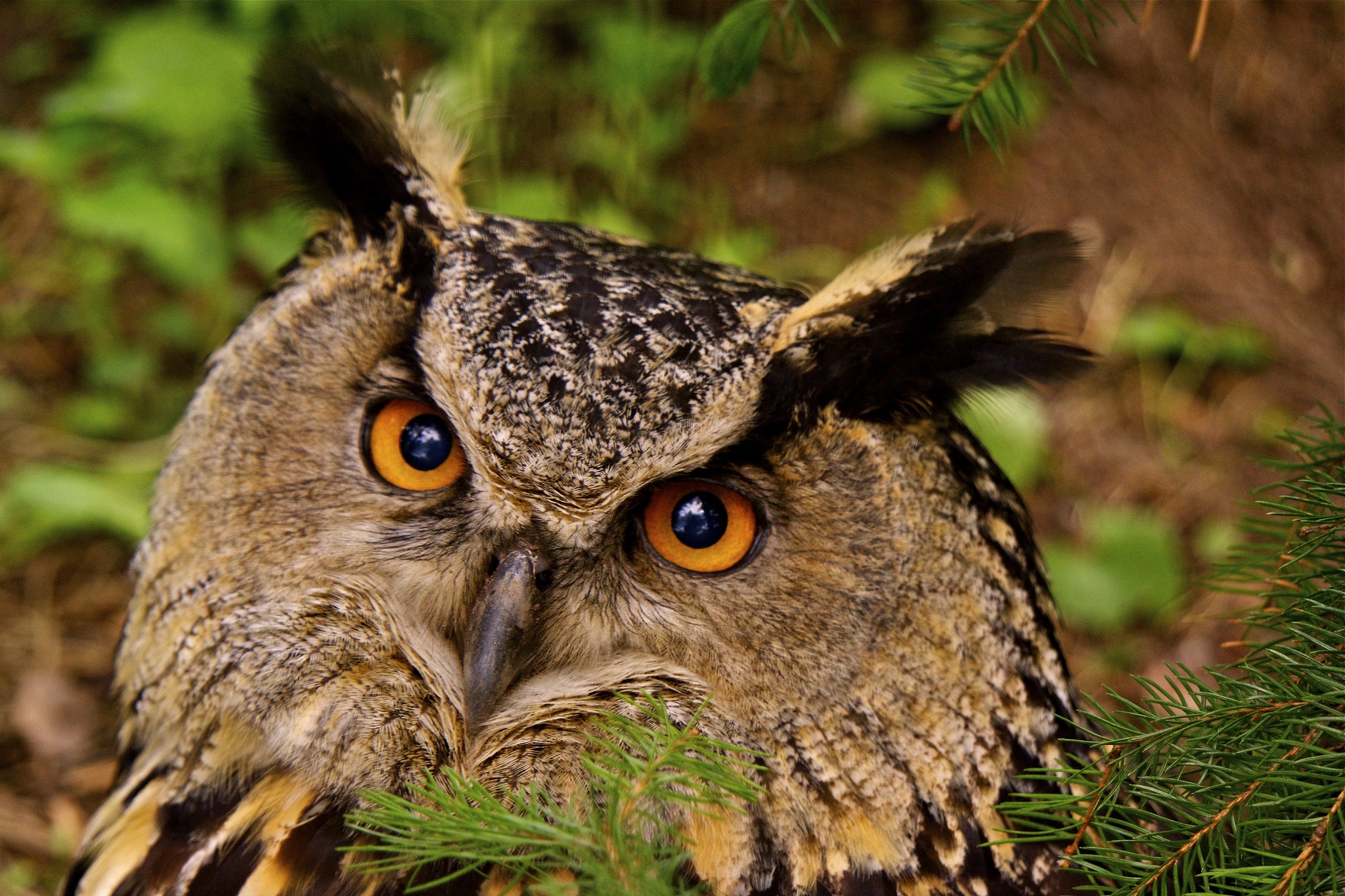 Обои глаза, сова, хвоя, птица, клюв, перья, филин, eyes, owl, needles, bird, beak, feathers разрешение 2048x1365 Загрузить