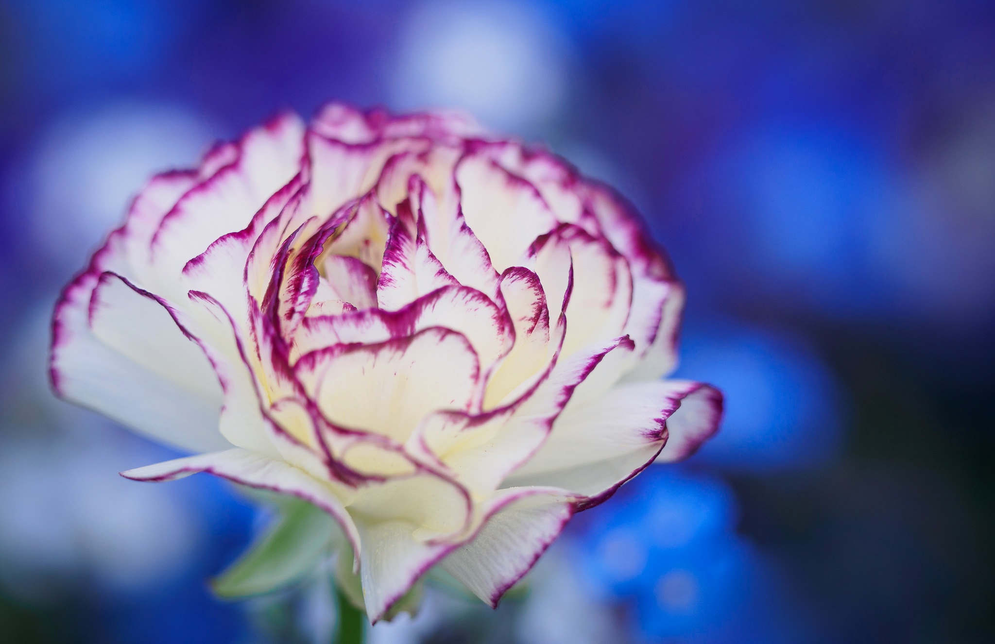 Обои макро, цветок, лепестки, боке, гвоздика, macro, flower, petals, bokeh, carnation разрешение 2048x1326 Загрузить