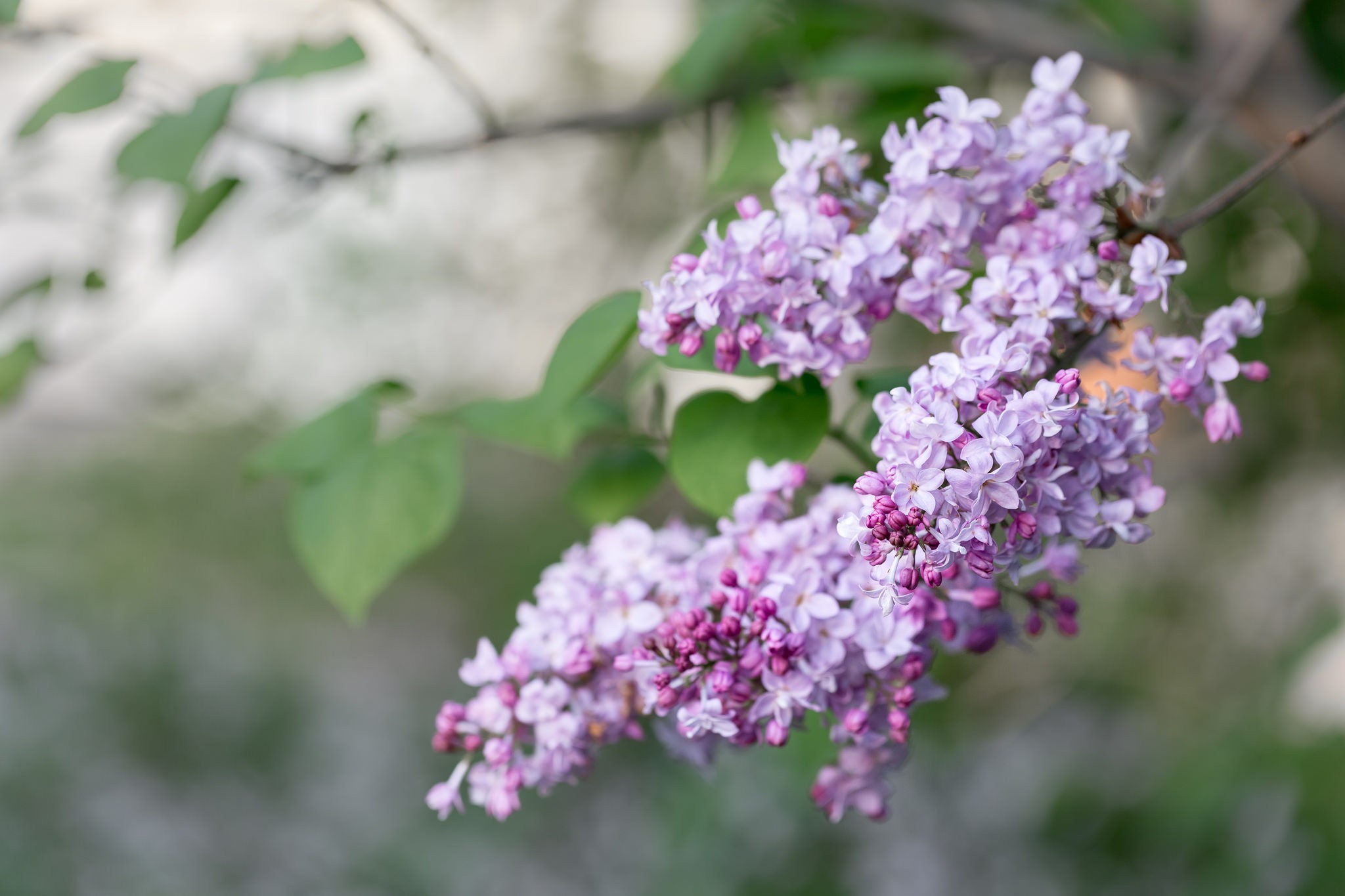 Обои ветка, цветение, весна, сирень, сирени, branch, flowering, spring, lilac разрешение 2048x1365 Загрузить