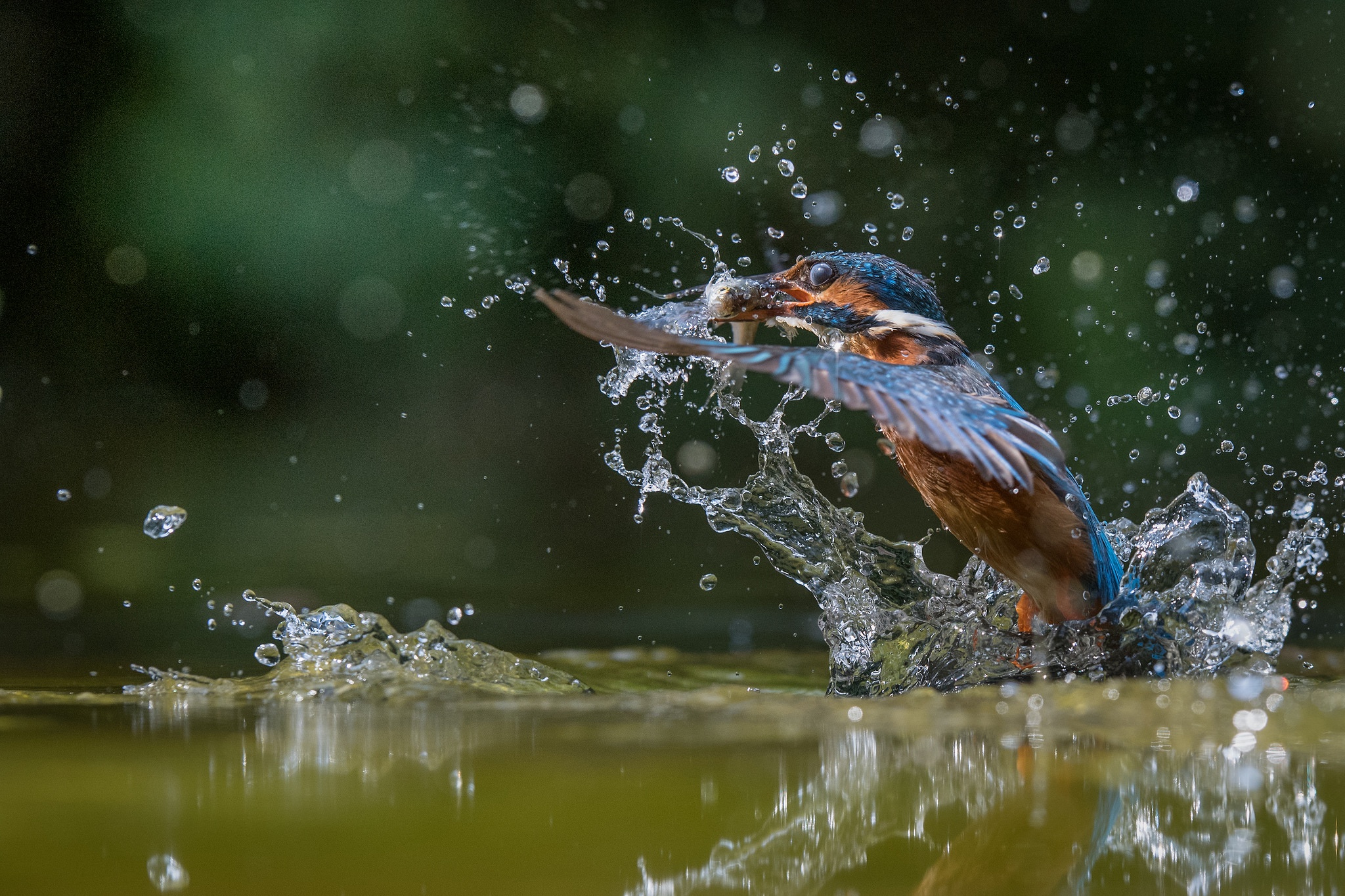 Обои вода, улов, полет, капли, крылья, брызги, птица, рыбка, зимородок, water, catch, flight, drops, wings, squirt, bird, fish, kingfisher разрешение 2048x1365 Загрузить