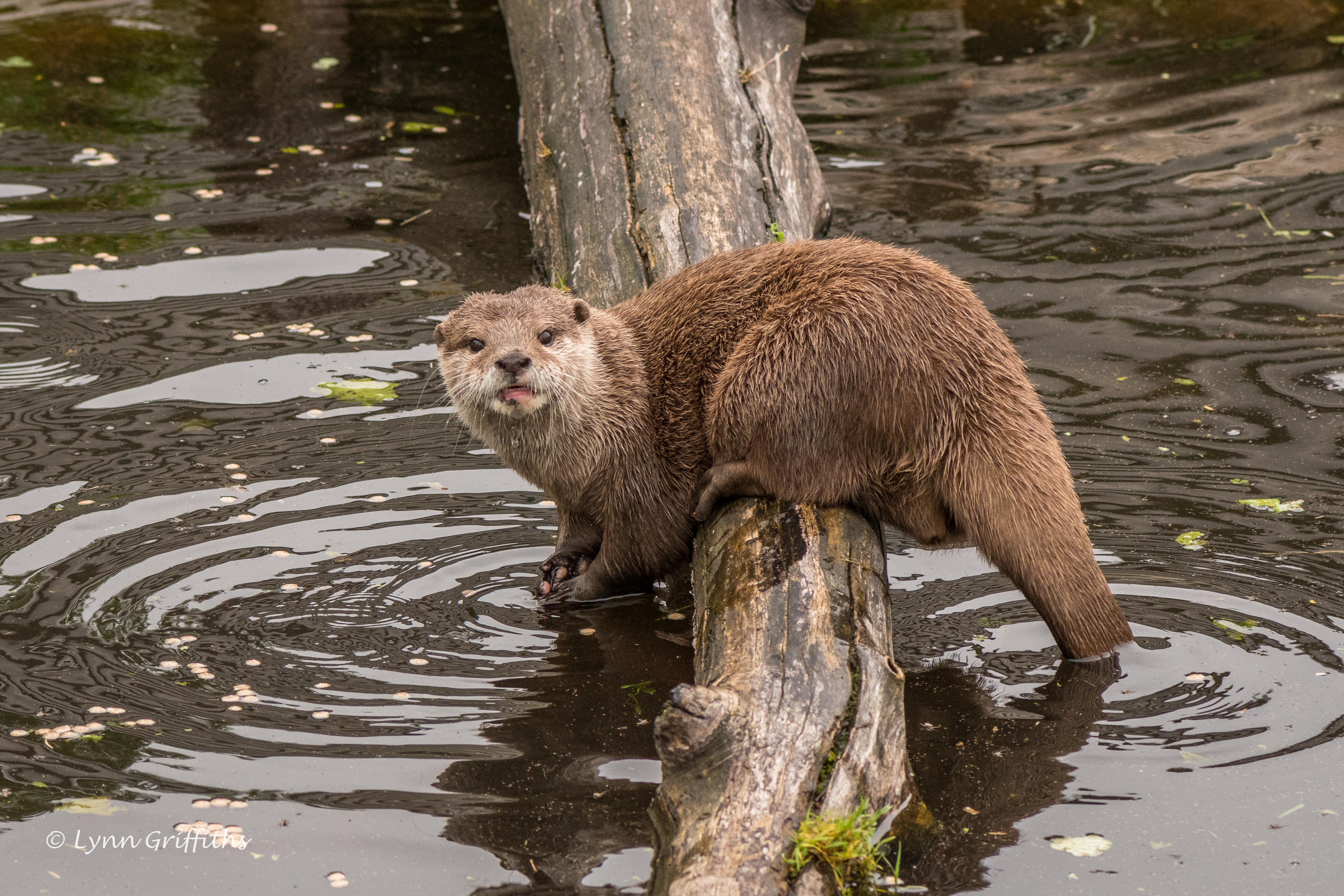 Обои морда, вода, взгляд, бревно, выдра, lynn griffiths, face, water, look, log, otter разрешение 3859x2573 Загрузить