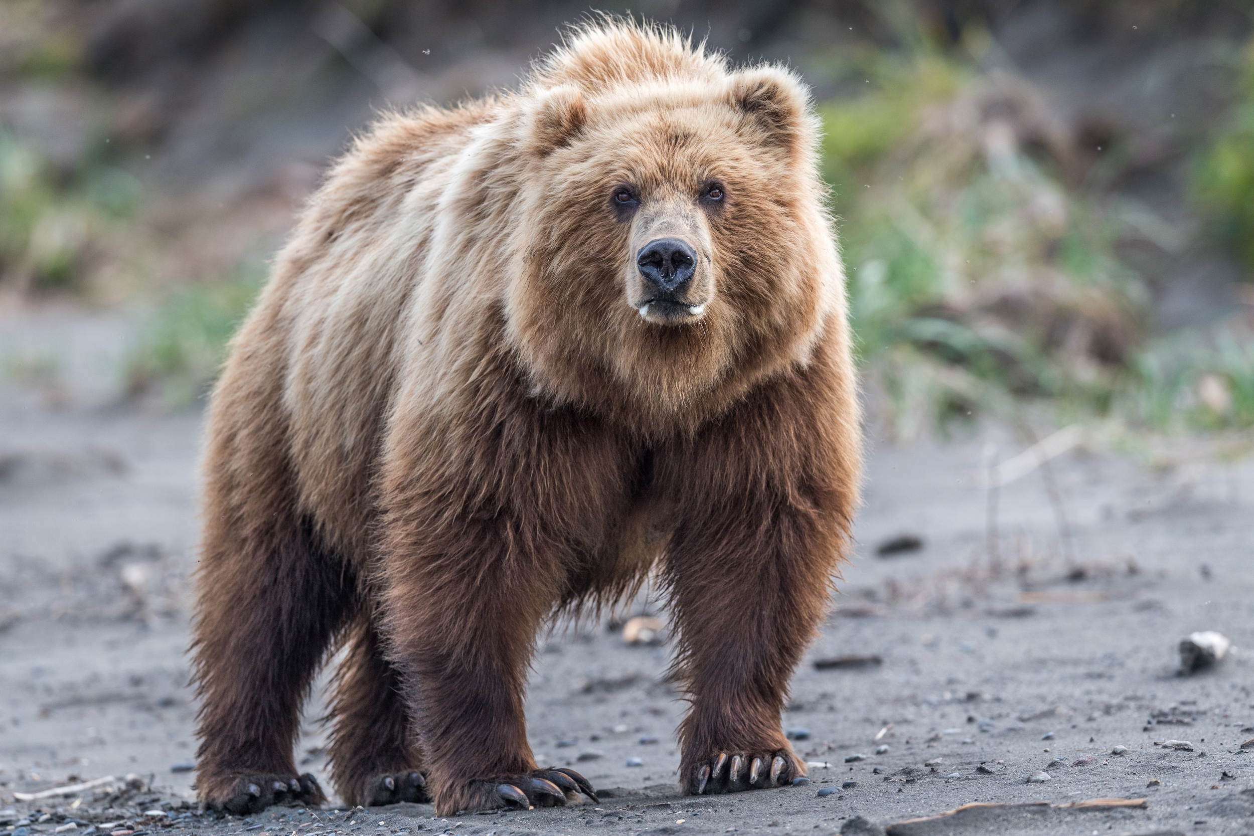 Обои взгляд, медведь, дикая природа, бурый медведь, look, bear, wildlife, brown bear разрешение 2500x1667 Загрузить