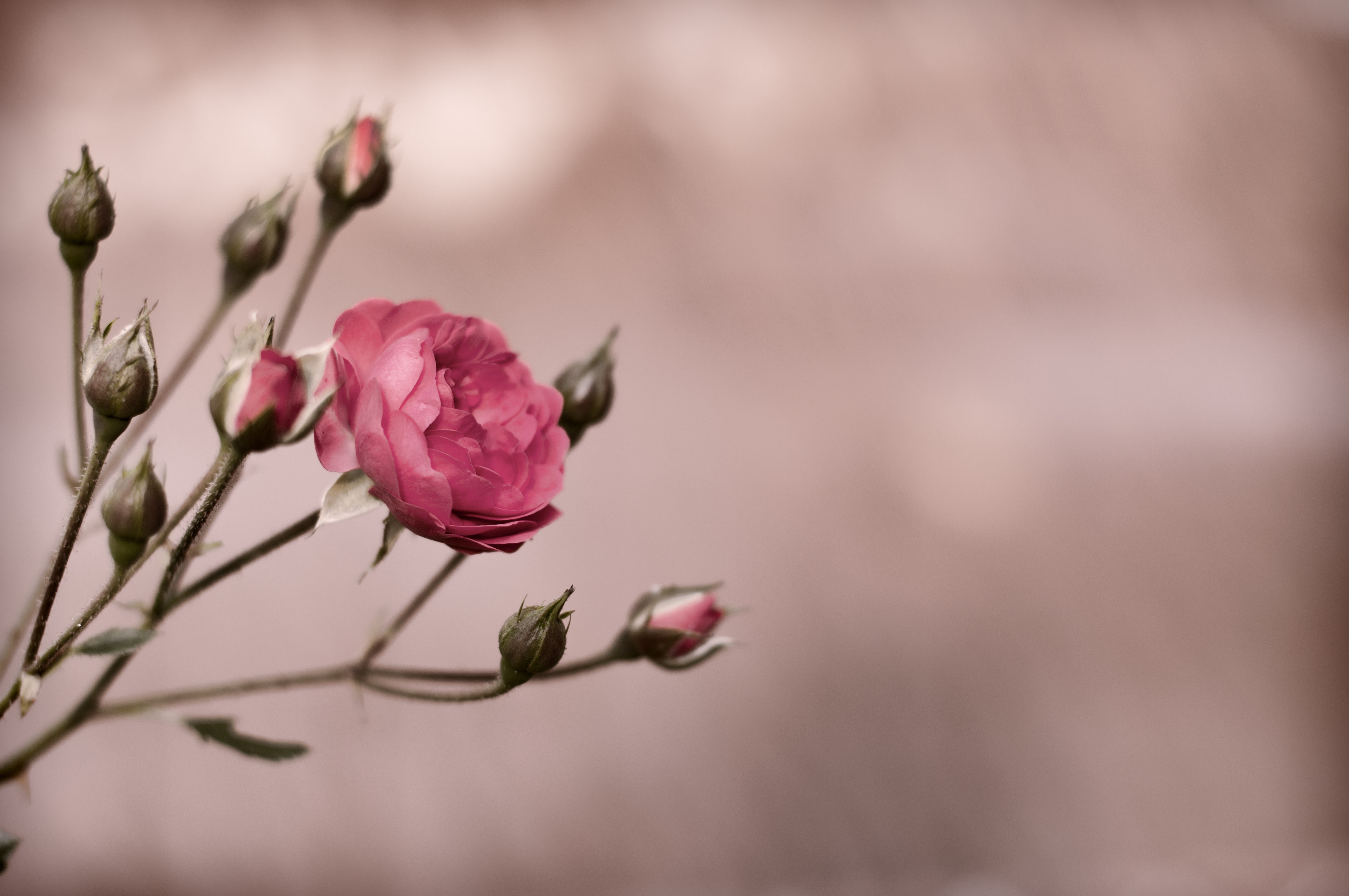 Обои бутоны, цветок, роза, куст, пинк, buds, flower, rose, bush, pink разрешение 4288x2848 Загрузить