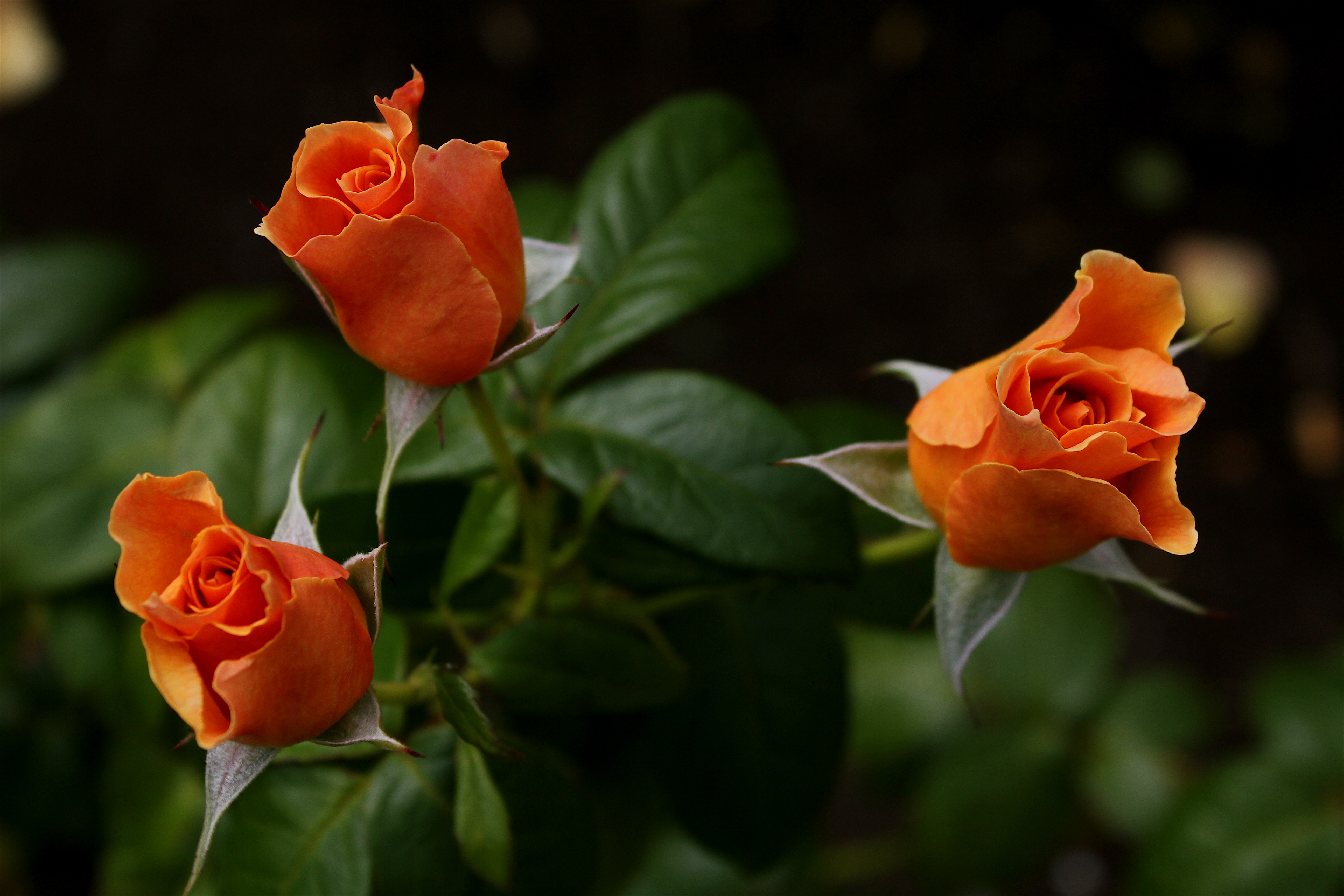 Роза шраб оранжевая