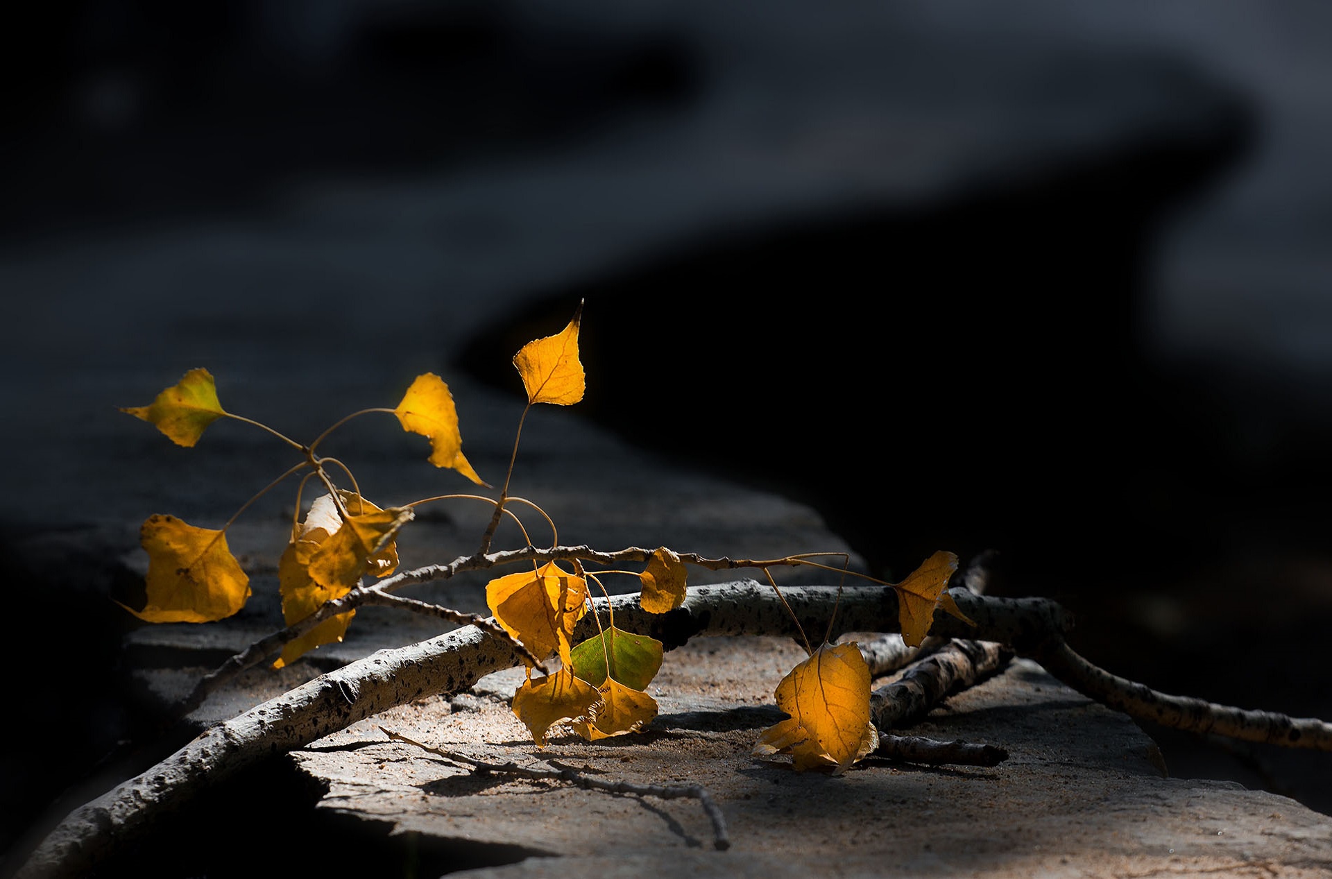 Обои ветка, макро, осенние листья, размытый задний фон, branch, macro, autumn leaves, blurred background разрешение 1920x1267 Загрузить