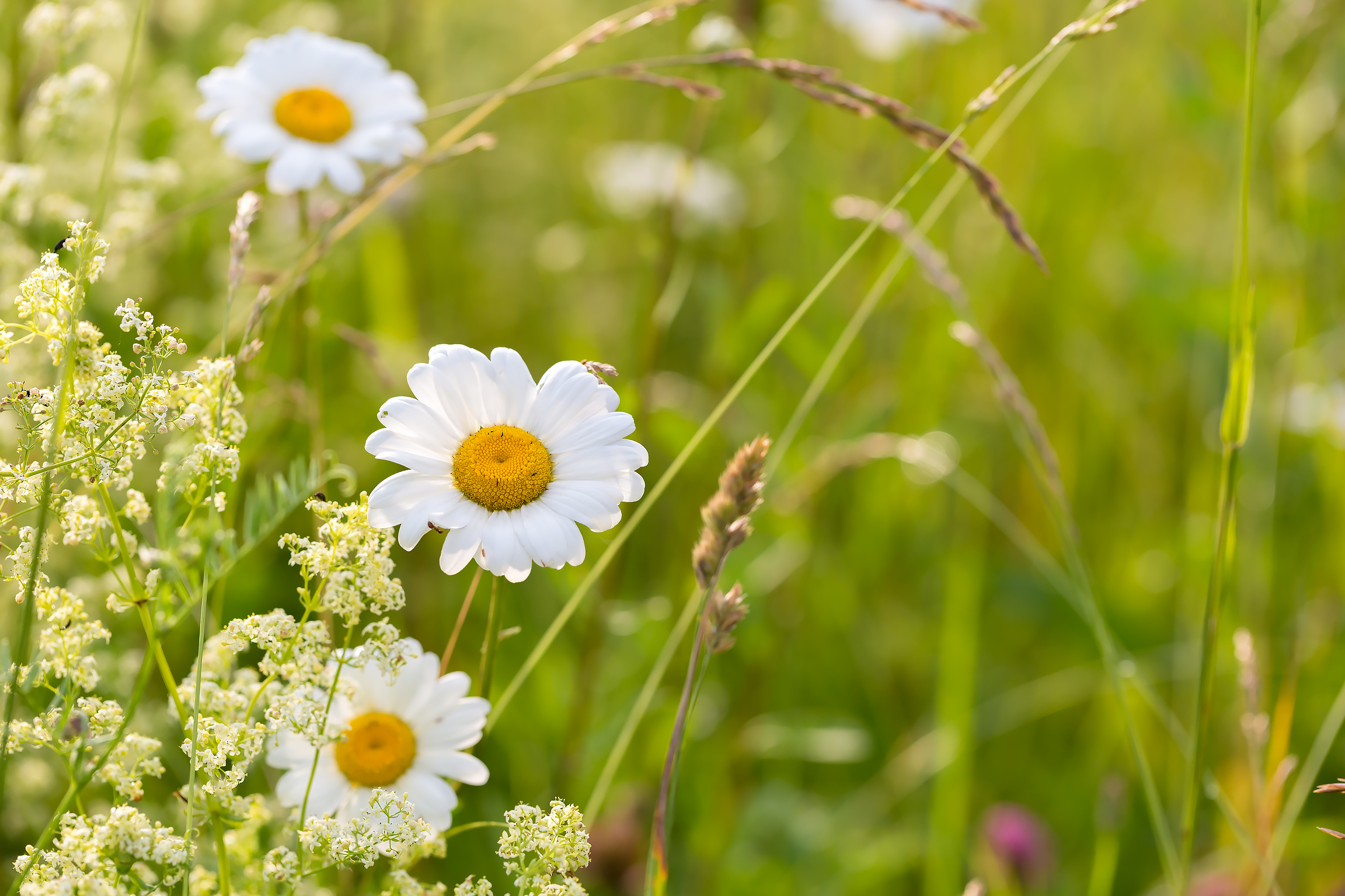 Обои цветы, трава, ромашки, полевые цветы, flowers, grass, chamomile, wildflowers разрешение 2304x1536 Загрузить