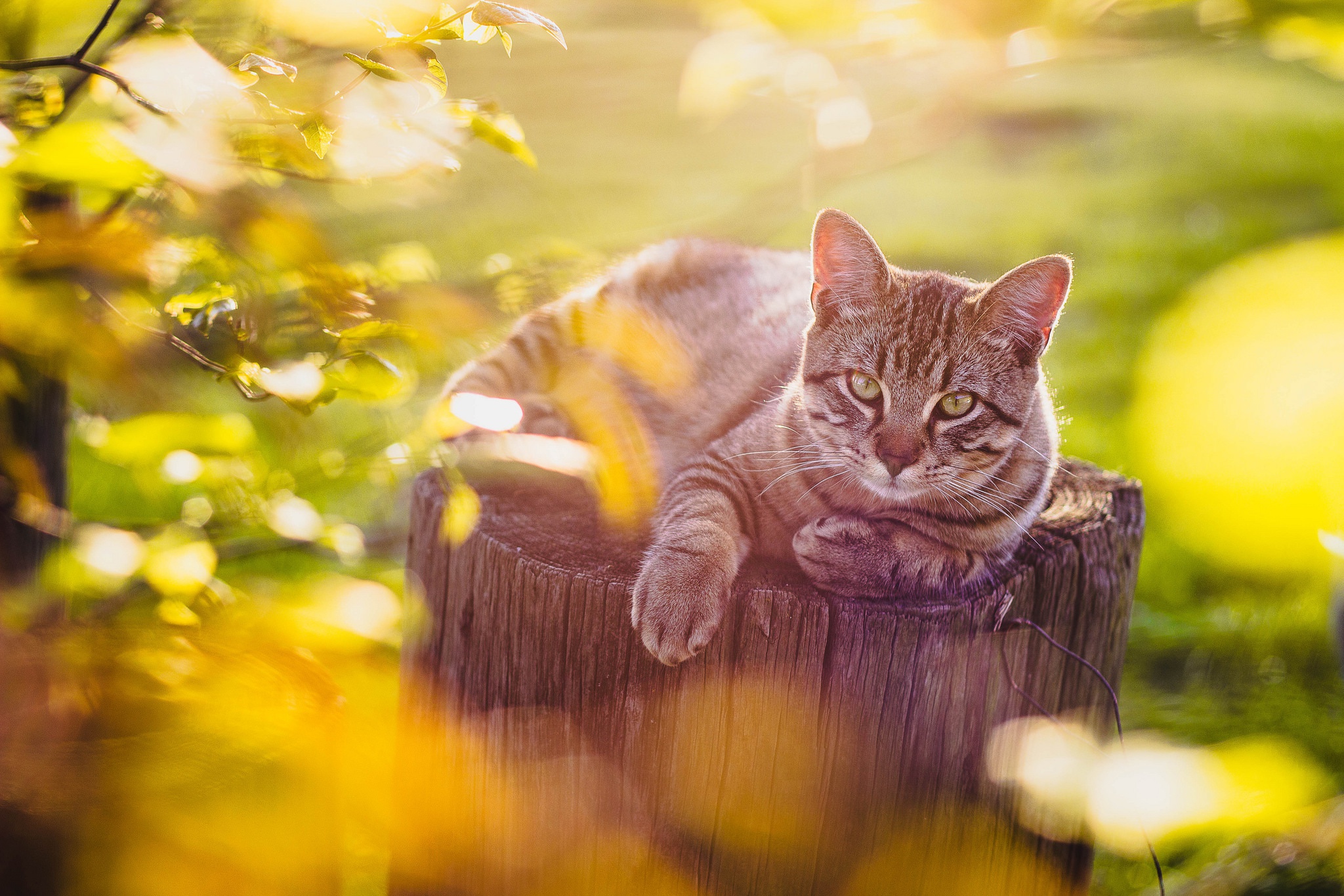 Обои кот, кошка, взгляд, пень, боке, cat, look, stump, bokeh разрешение 2048x1365 Загрузить