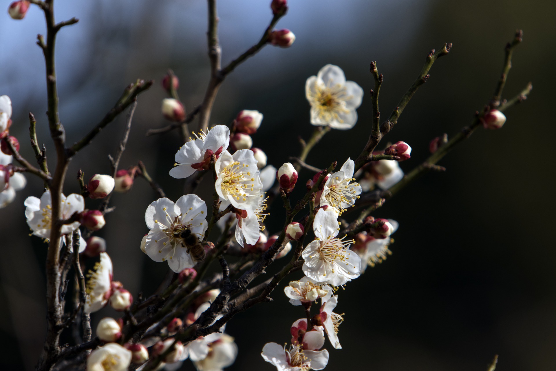 Обои природа, цветение, ветки, весна, слива, nature, flowering, branches, spring, drain разрешение 1920x1280 Загрузить