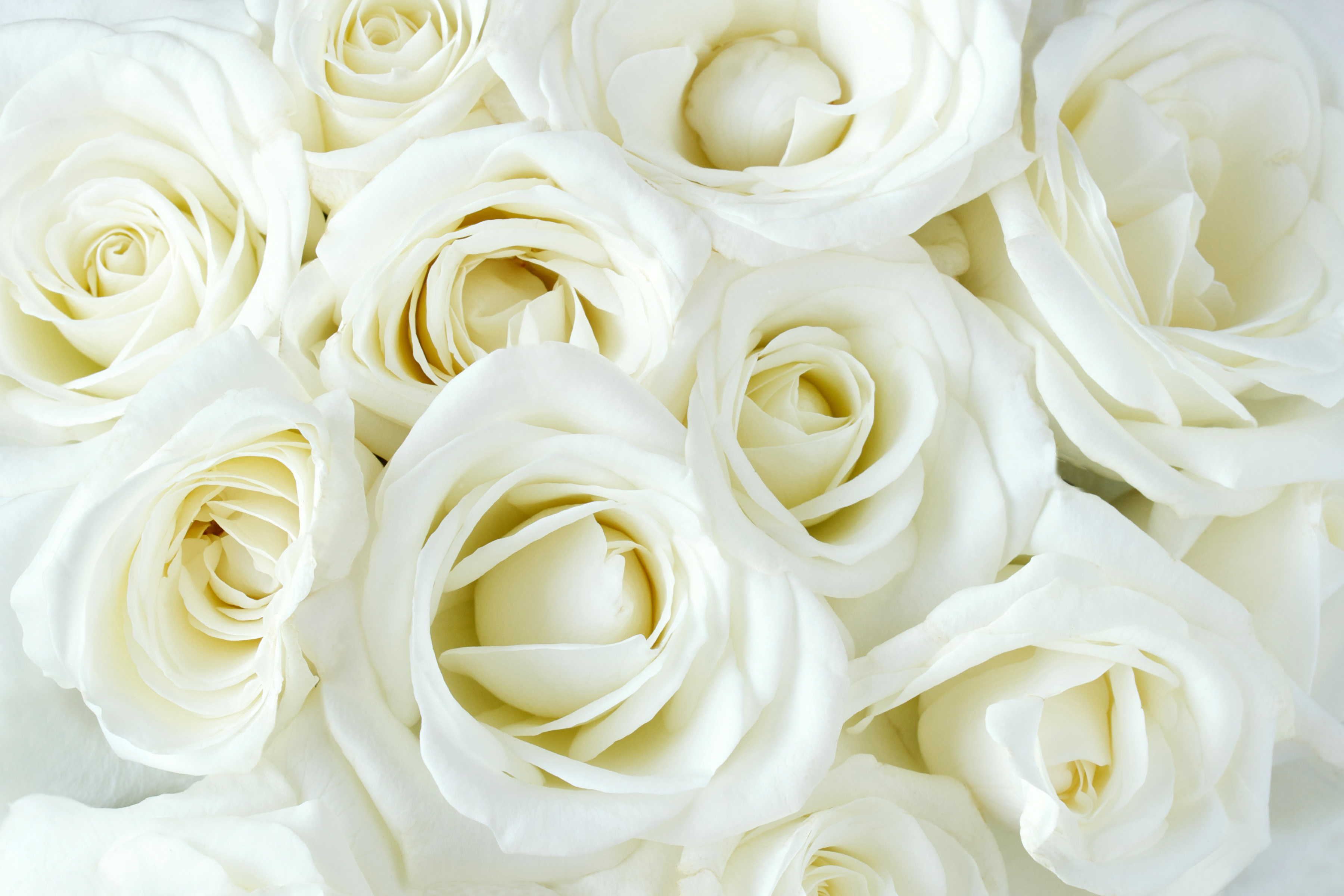 Обои цветы, бутоны, розы, лепестки, flowers, buds, roses, petals разрешение 3600x2400 Загрузить