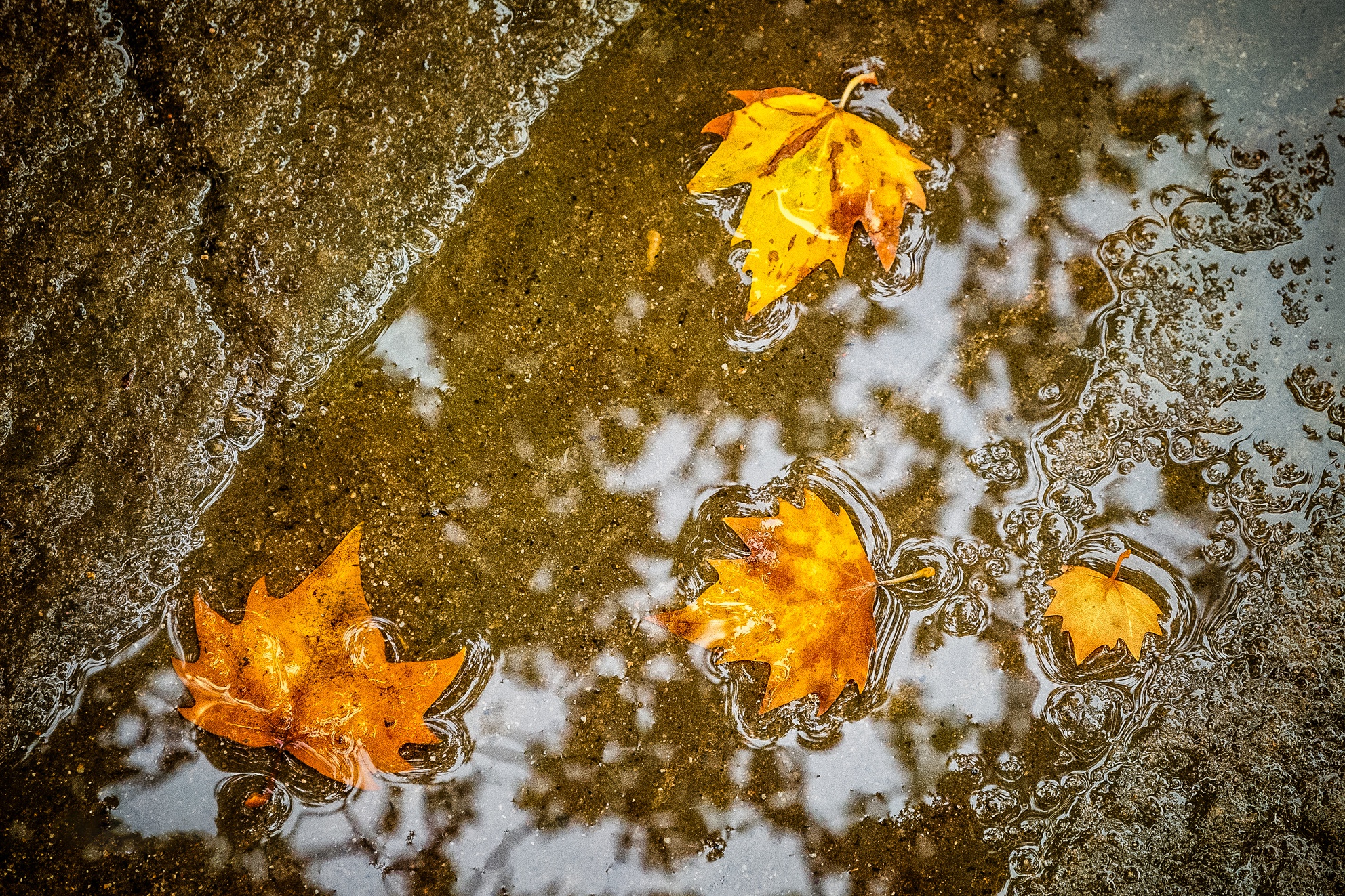 Обои листья, осень, клен, лужа, leaves, autumn, maple, puddle разрешение 1984x1323 Загрузить