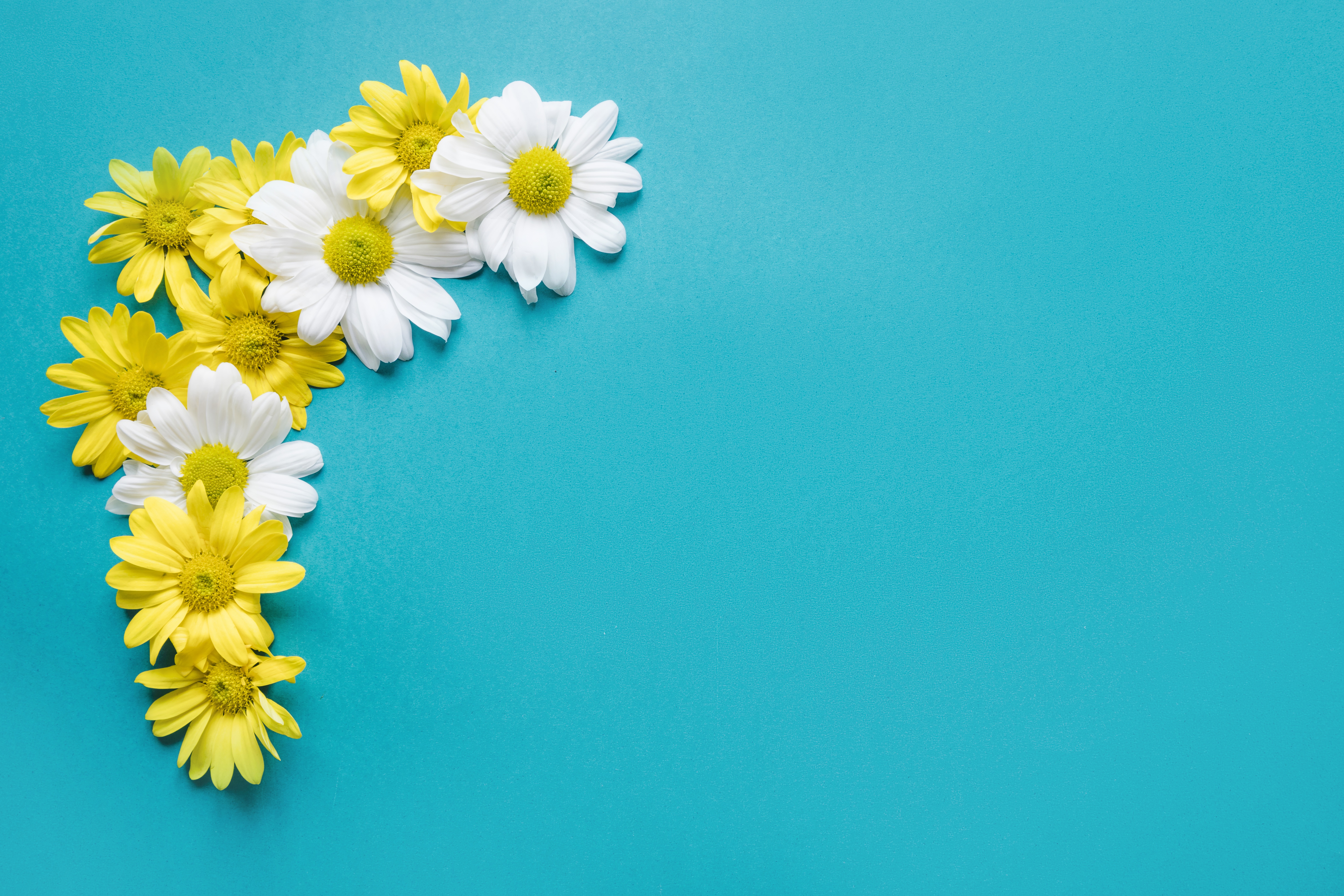 Обои цветы, фон, ромашки, композиция, flowers, background, chamomile, composition разрешение 5865x3910 Загрузить