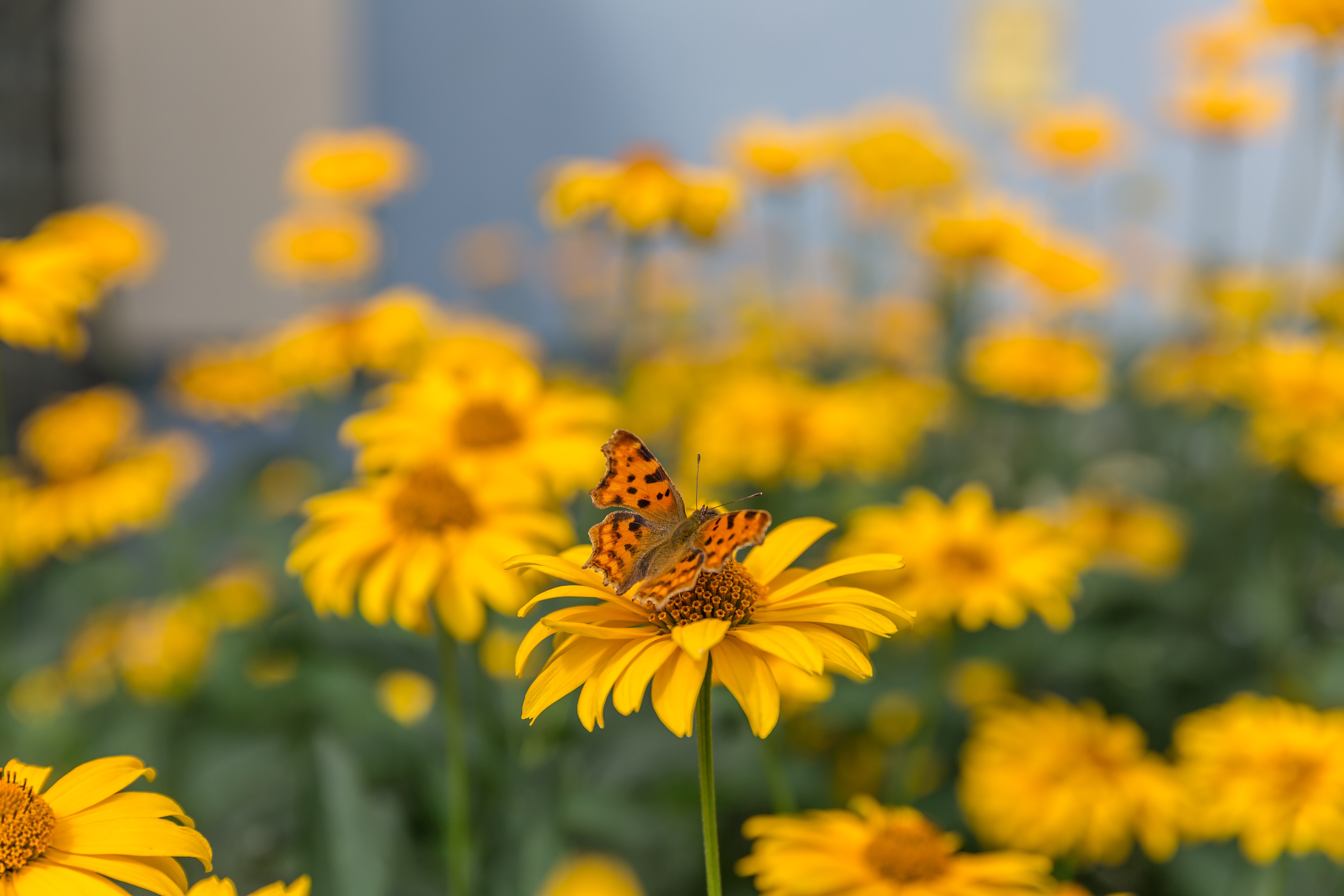 Обои цветы, макро, насекомое, лето, бабочка, желтые, боке, размытый фон, flowers, macro, insect, summer, butterfly, yellow, bokeh, blurred background разрешение 5760x3840 Загрузить