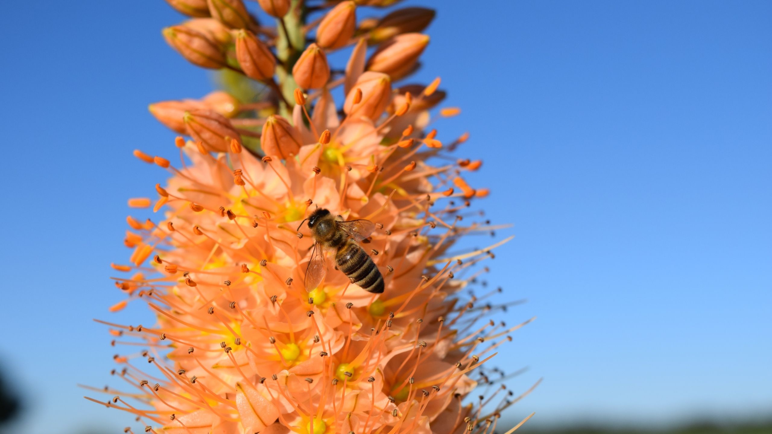 Обои цветы, насекомые, flowers, insects разрешение 2560x1440 Загрузить