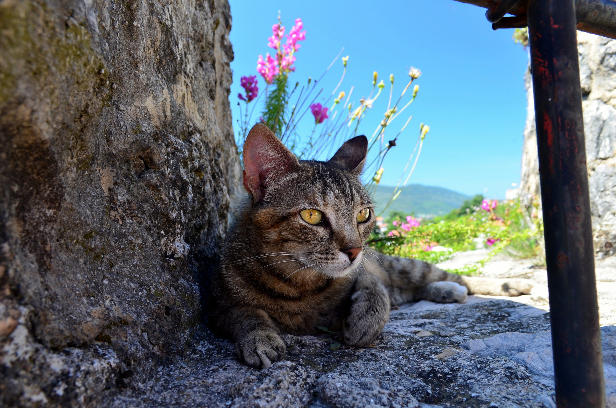 Обои цветы, природа, камни, кот, кошка, серый, полосатый, flowers, nature, stones, cat, grey, striped разрешение 2000x1325 Загрузить