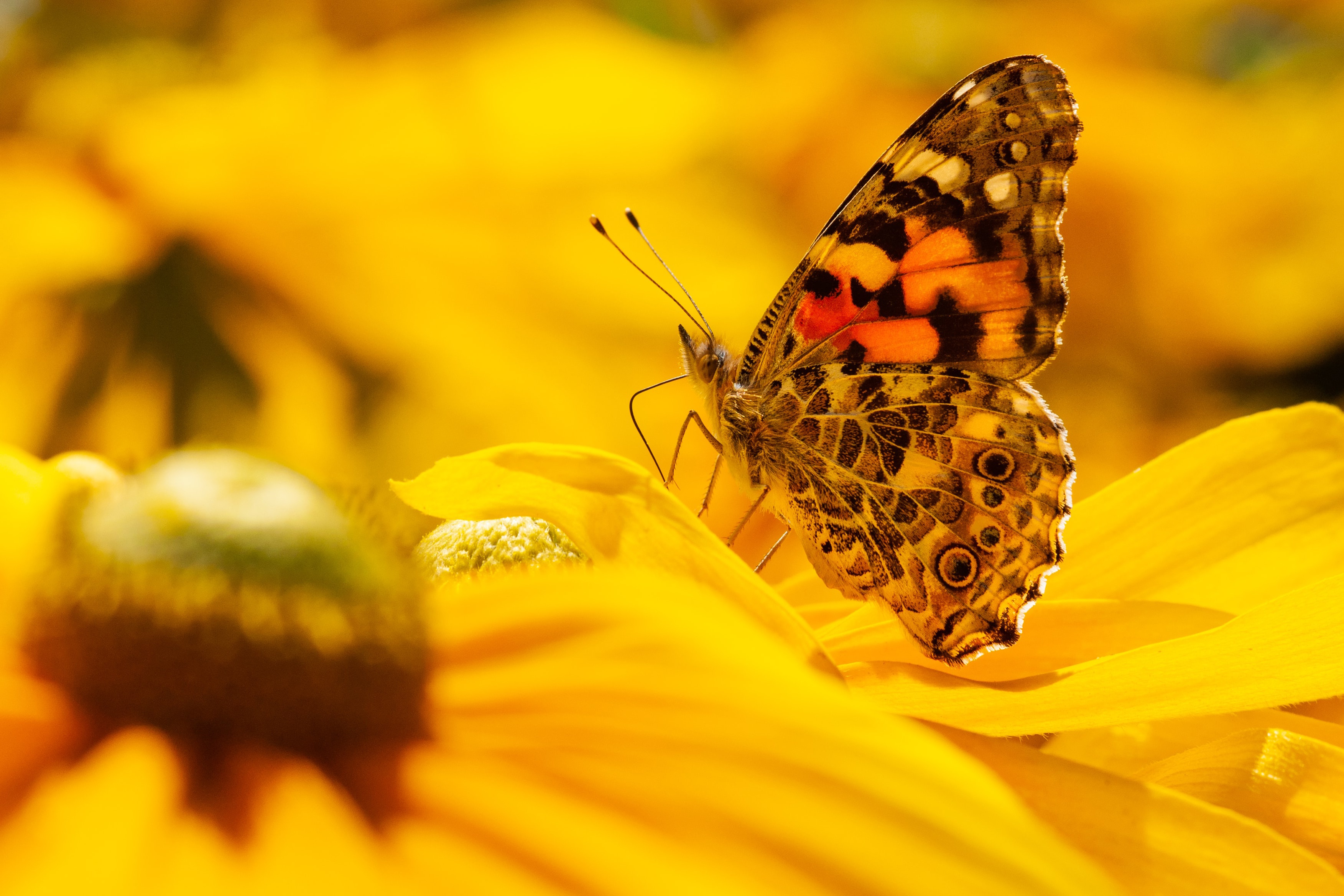 Обои цветы, природа, макро, насекомое, бабочка, желтые, боке, рудбекия, flowers, nature, macro, insect, butterfly, yellow, bokeh, rudbeckia разрешение 3505x2337 Загрузить