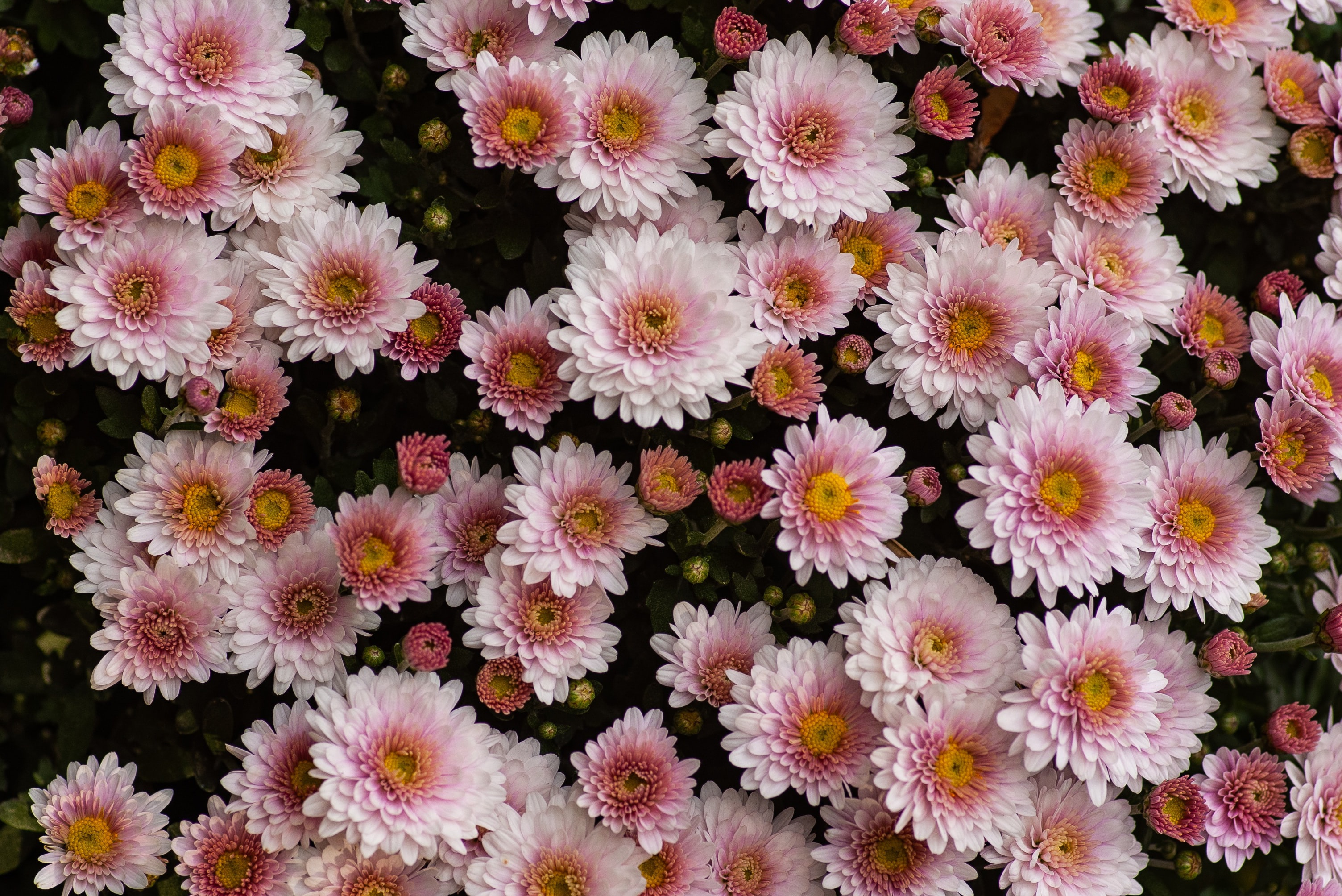 Обои цветы, темный фон, розовые, много, хризантемы, боке, flowers, the dark background, pink, a lot, chrysanthemum, bokeh разрешение 3008x2008 Загрузить