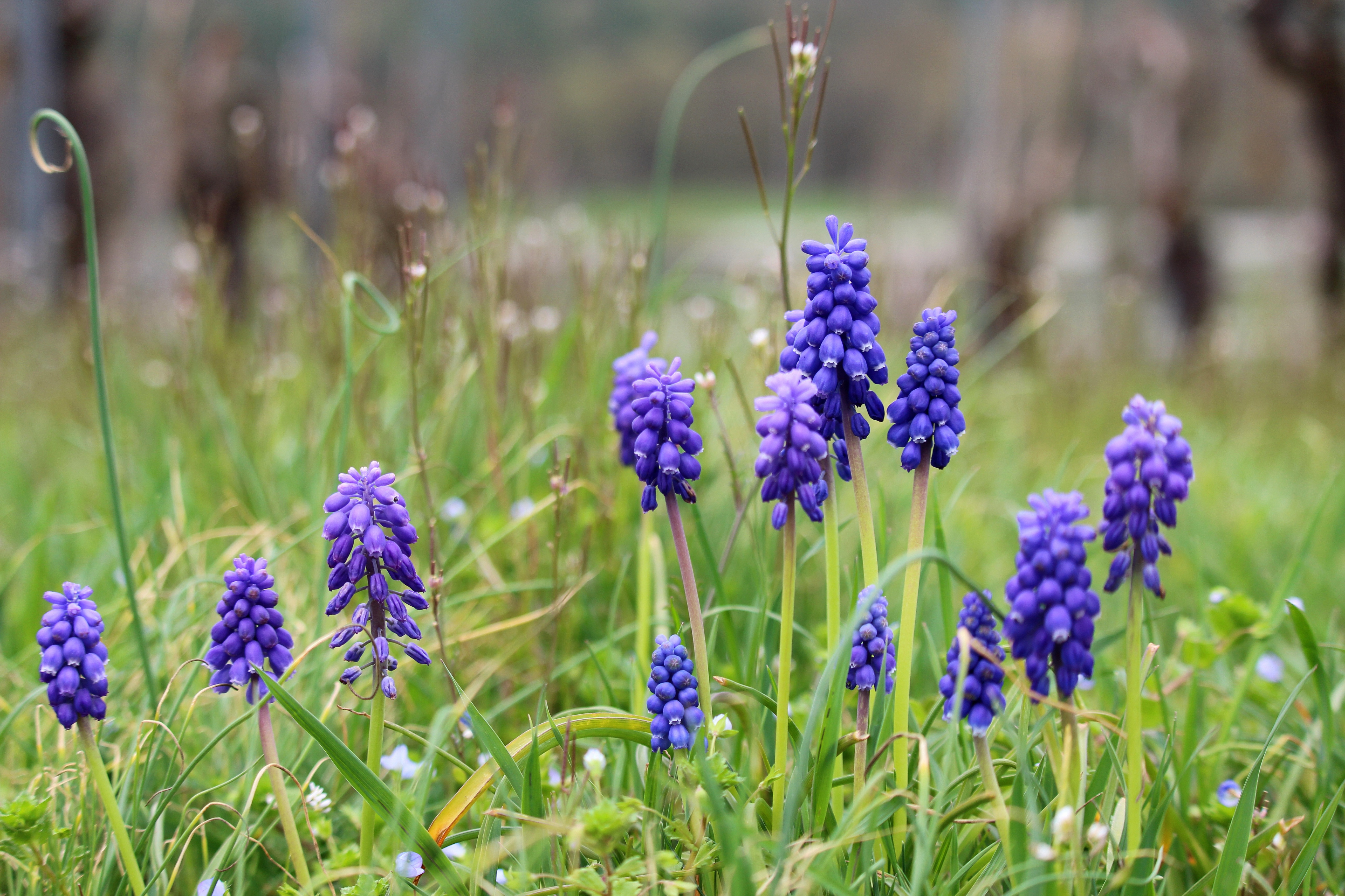 Обои цветы, весна, мускари, мышиный гиацинт, flowers, spring, muscari, hyacinth mouse разрешение 5184x3456 Загрузить