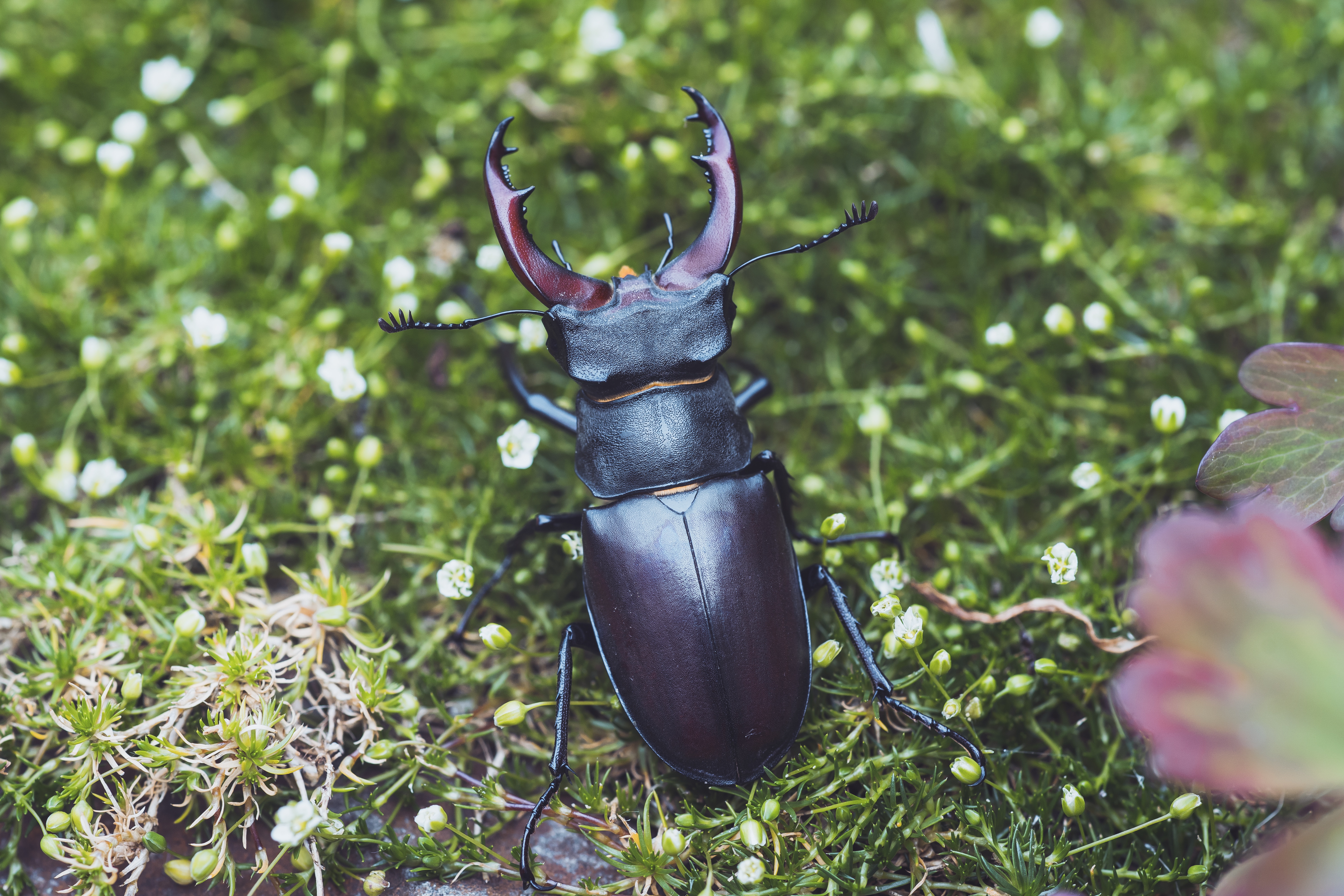 Обои цветы, жук, макро, насекомое, боке, жук-олень, flowers, beetle, macro, insect, bokeh, stag beetle разрешение 6000x4000 Загрузить