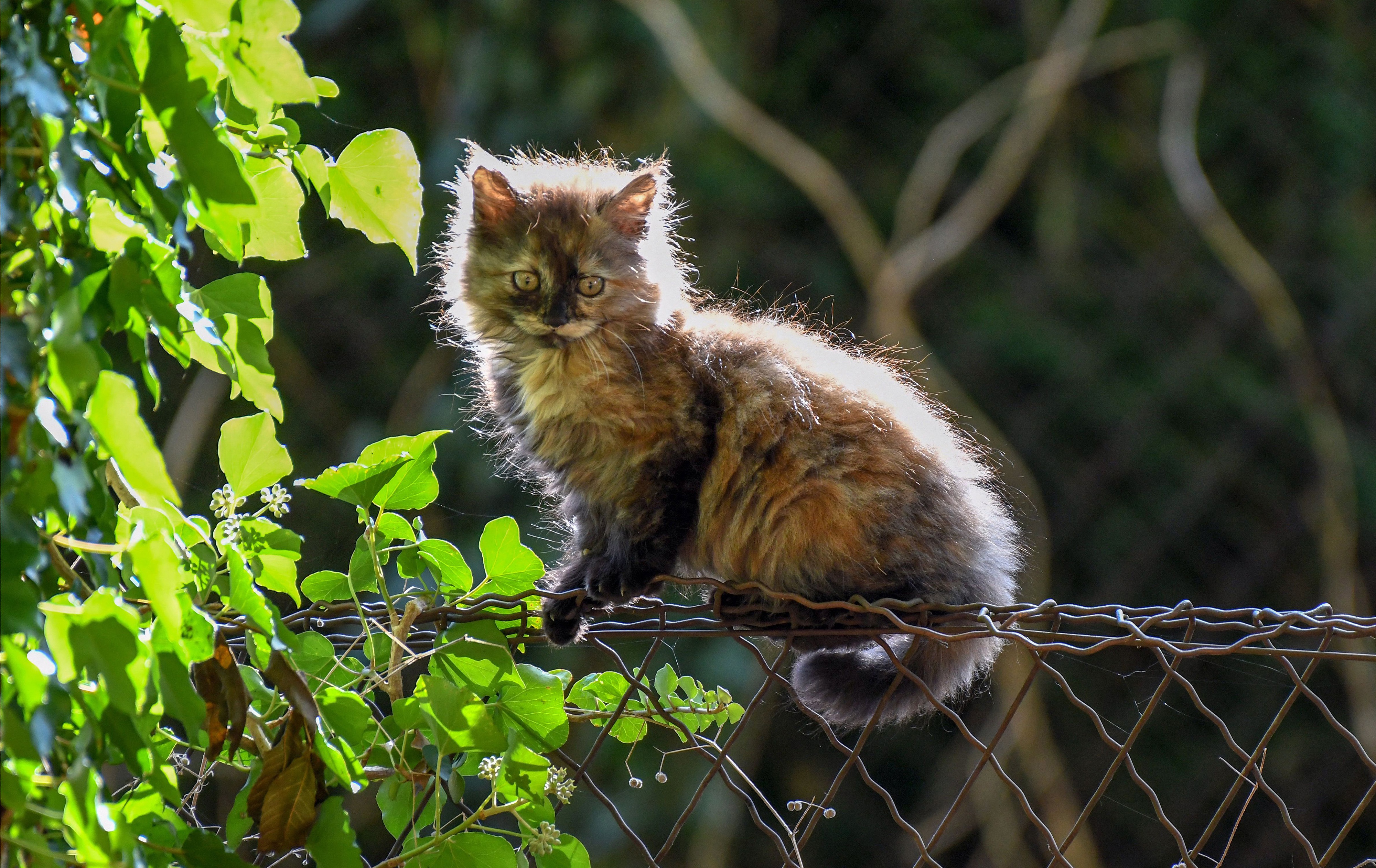 Обои листья, кошка, забор, котенок, пушистый, котейка, leaves, cat, the fence, kitty, fluffy разрешение 4000x2525 Загрузить