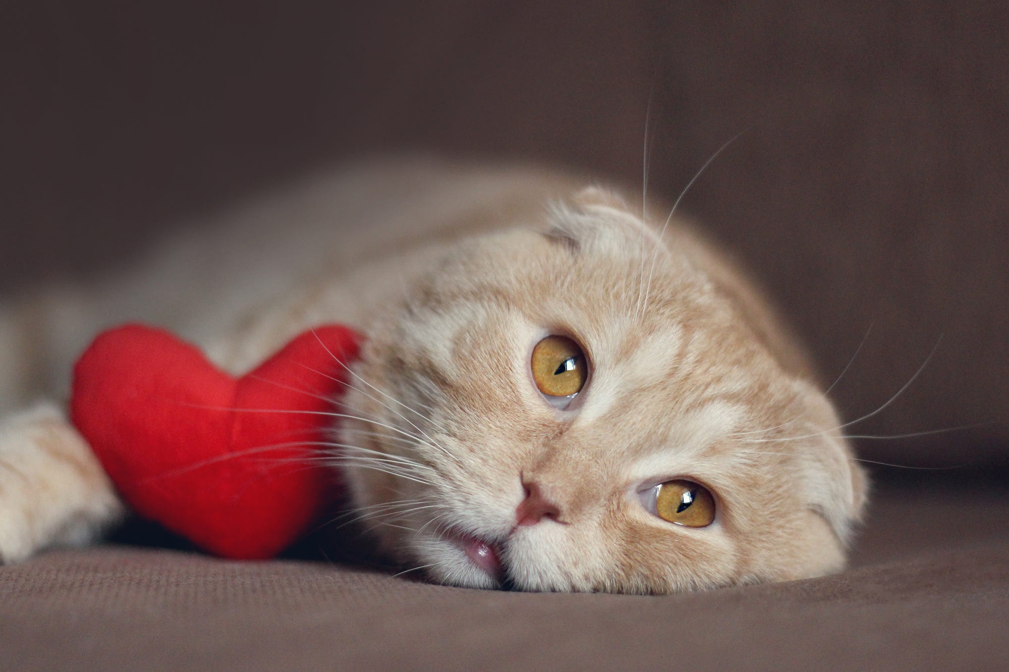 Обои морда, кот, кошка, лежит, сердце, рыжий, вислоухий, face, cat, lies, heart, red, fold разрешение 2000x1333 Загрузить