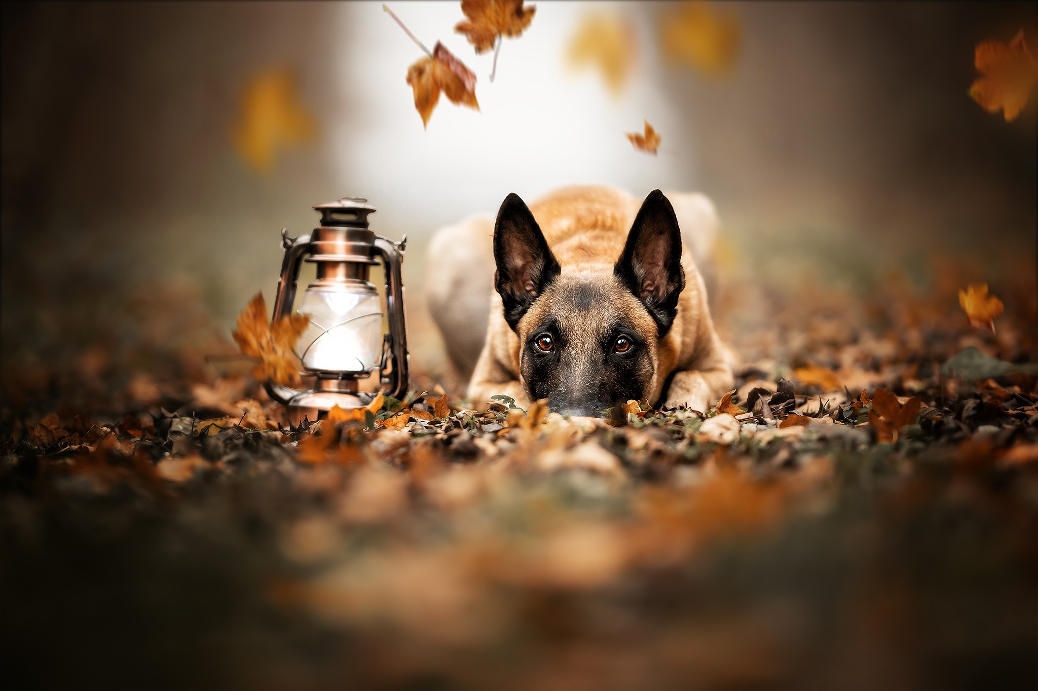 Обои морда, листья, взгляд, осень, собака, фонарь, малинуа, бельгийская овчарка, face, leaves, look, autumn, dog, lantern, malinois, belgian shepherd разрешение 2048x1365 Загрузить