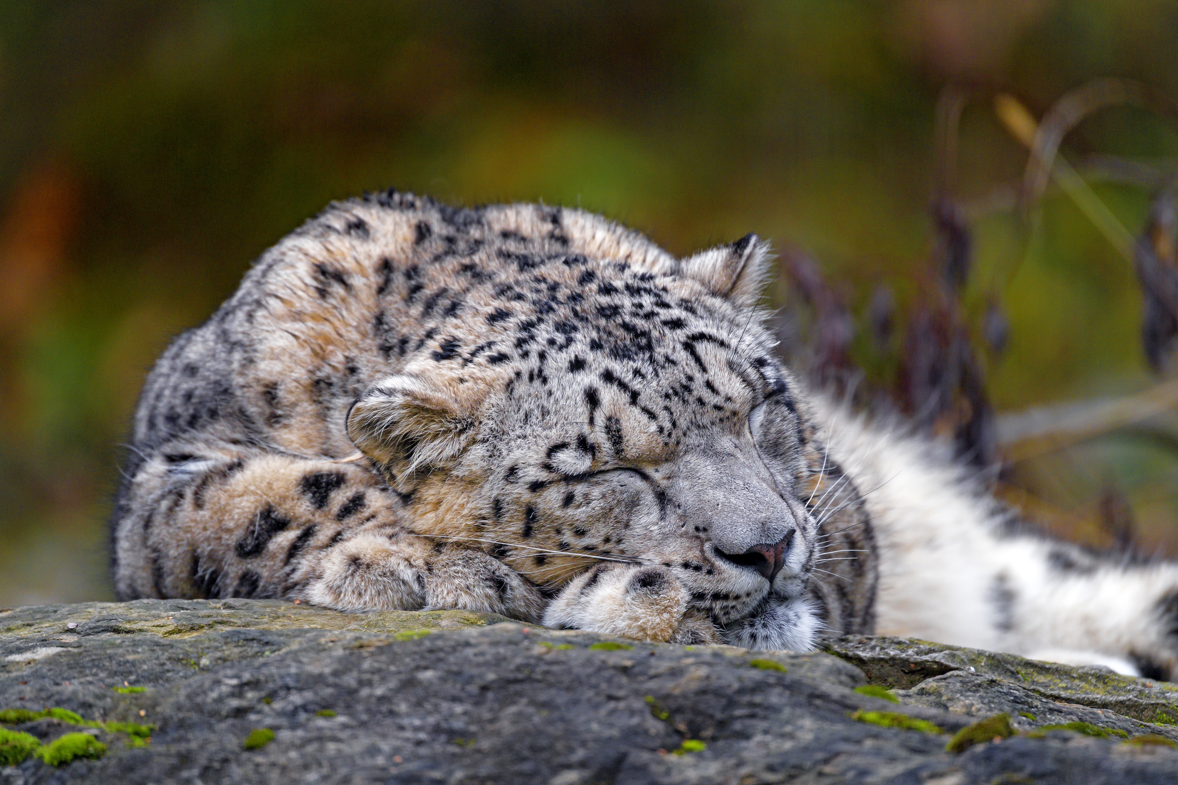 Обои морда, природа, сон, лежит, спит, снежный барс, ирбис, face, nature, sleep, lies, sleeping, snow leopard, irbis разрешение 3840x2560 Загрузить