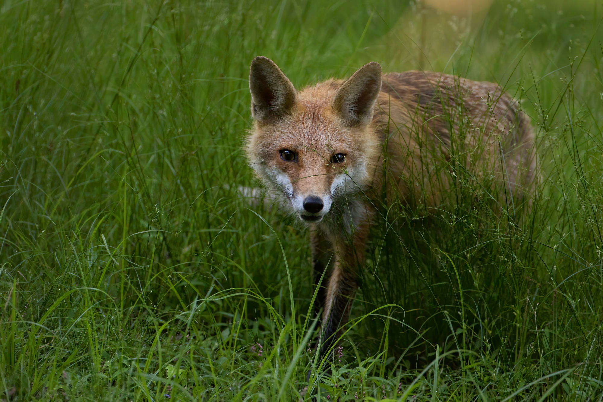 Обои морда, трава, взгляд, поляна, лиса, face, grass, look, glade, fox разрешение 2000x1334 Загрузить