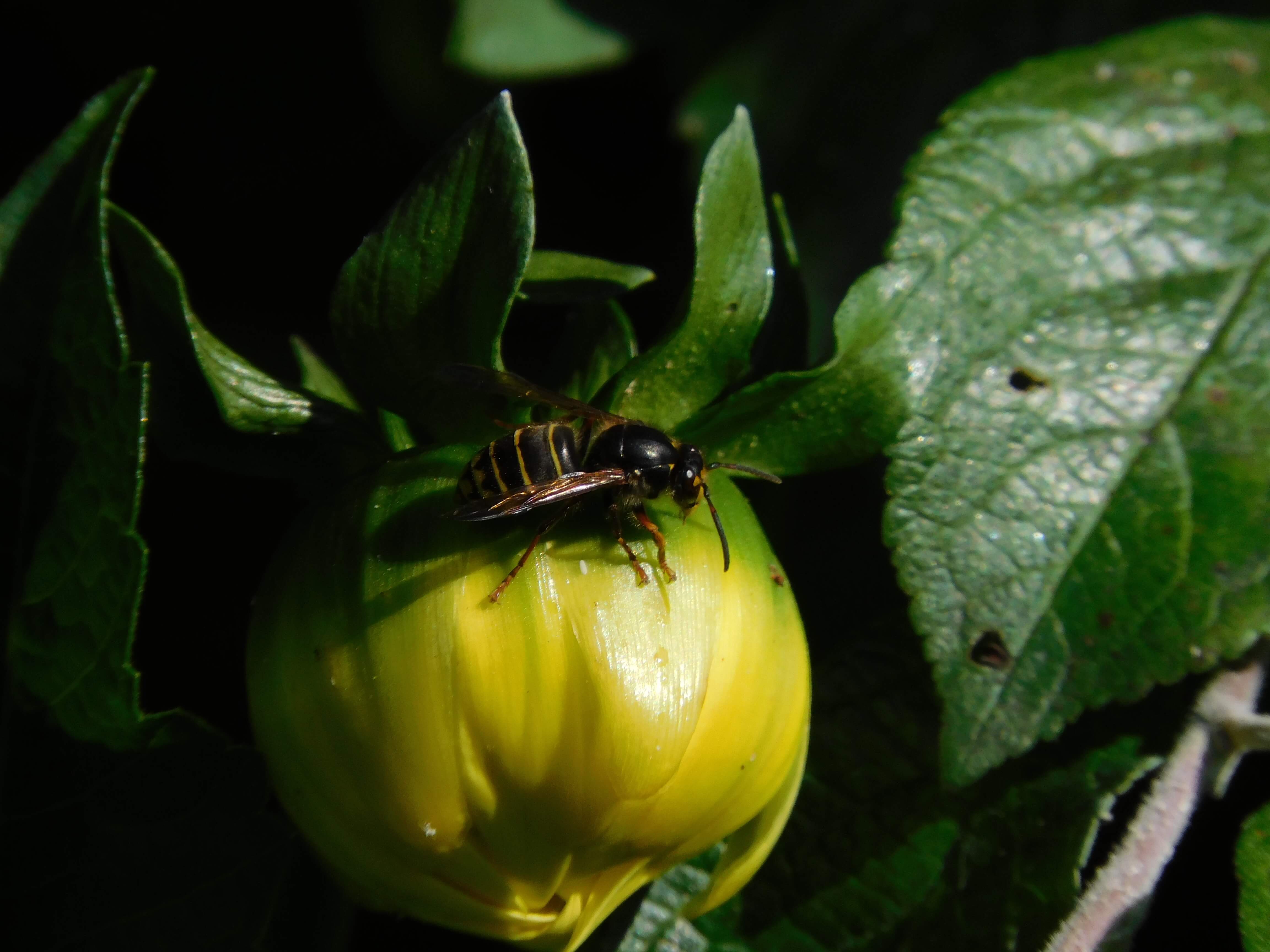 Обои насекомое, цветок, георгина, оса, insect, flower, dahlia, osa разрешение 4608x3456 Загрузить