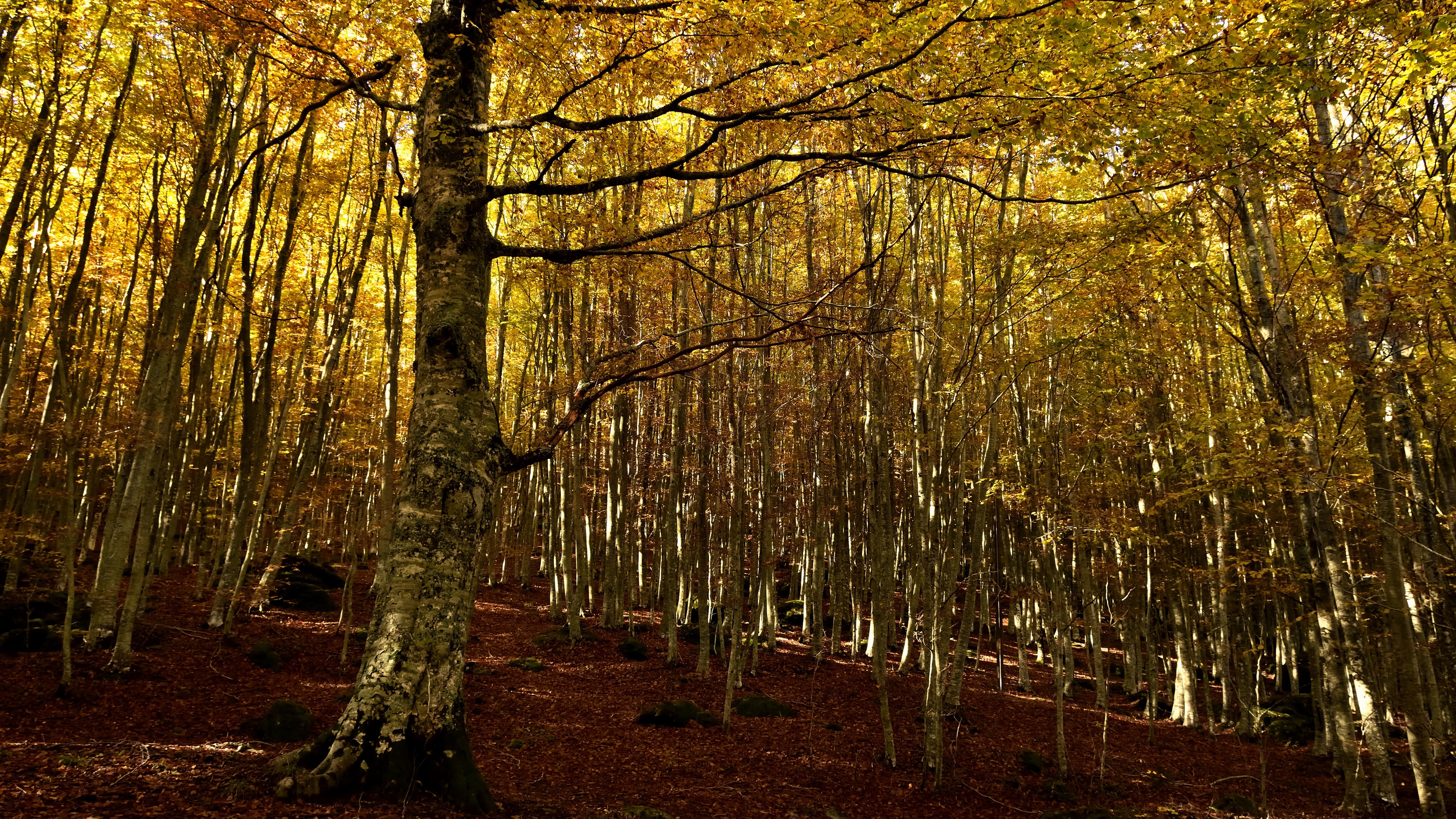 Обои природа, лес, nature, forest разрешение 3840x2160 Загрузить