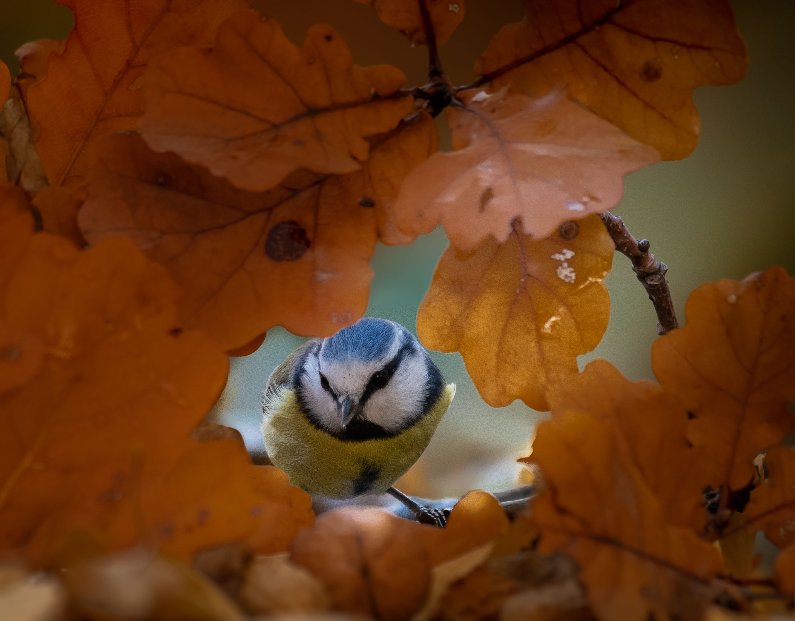 Обои природа, листья, осень, птица, синица, nature, leaves, autumn, bird, tit разрешение 2662x2080 Загрузить