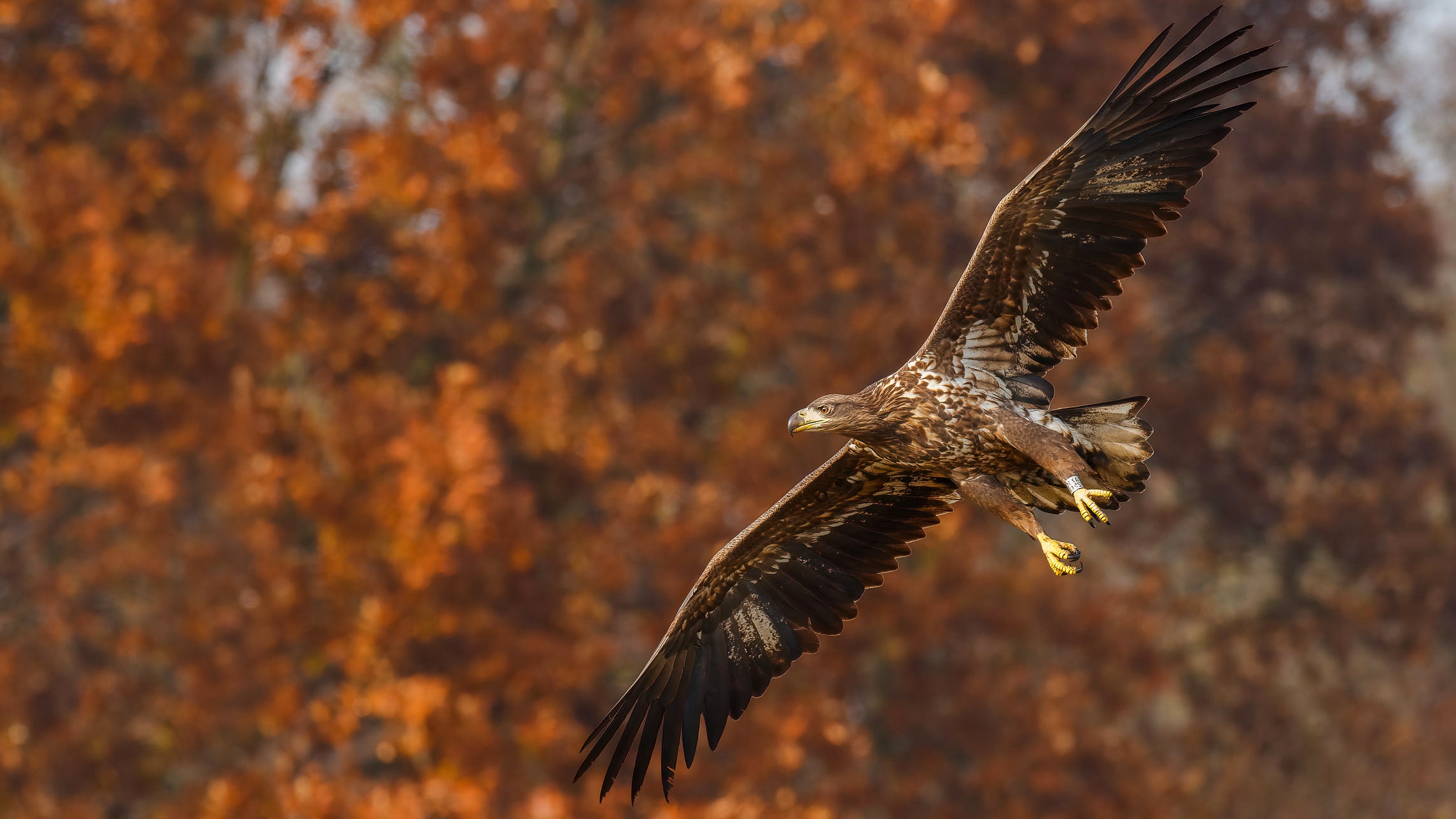 Обои природа, полет, осень, орел, птица, боке, размах крыльев, nature, flight, autumn, eagle, bird, bokeh, wingspan разрешение 2288x1287 Загрузить