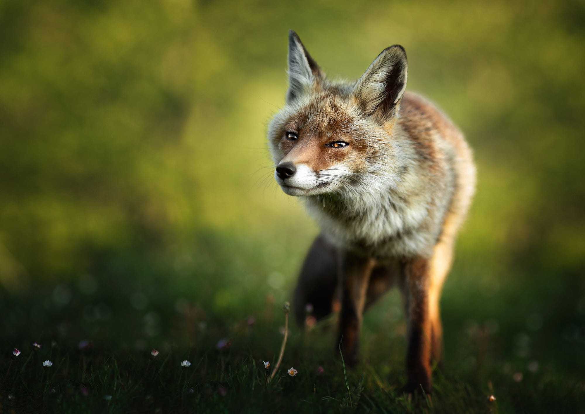 Обои природа, поза, взгляд, лиса, прогулка, боке, nature, pose, look, fox, walk, bokeh разрешение 2000x1417 Загрузить