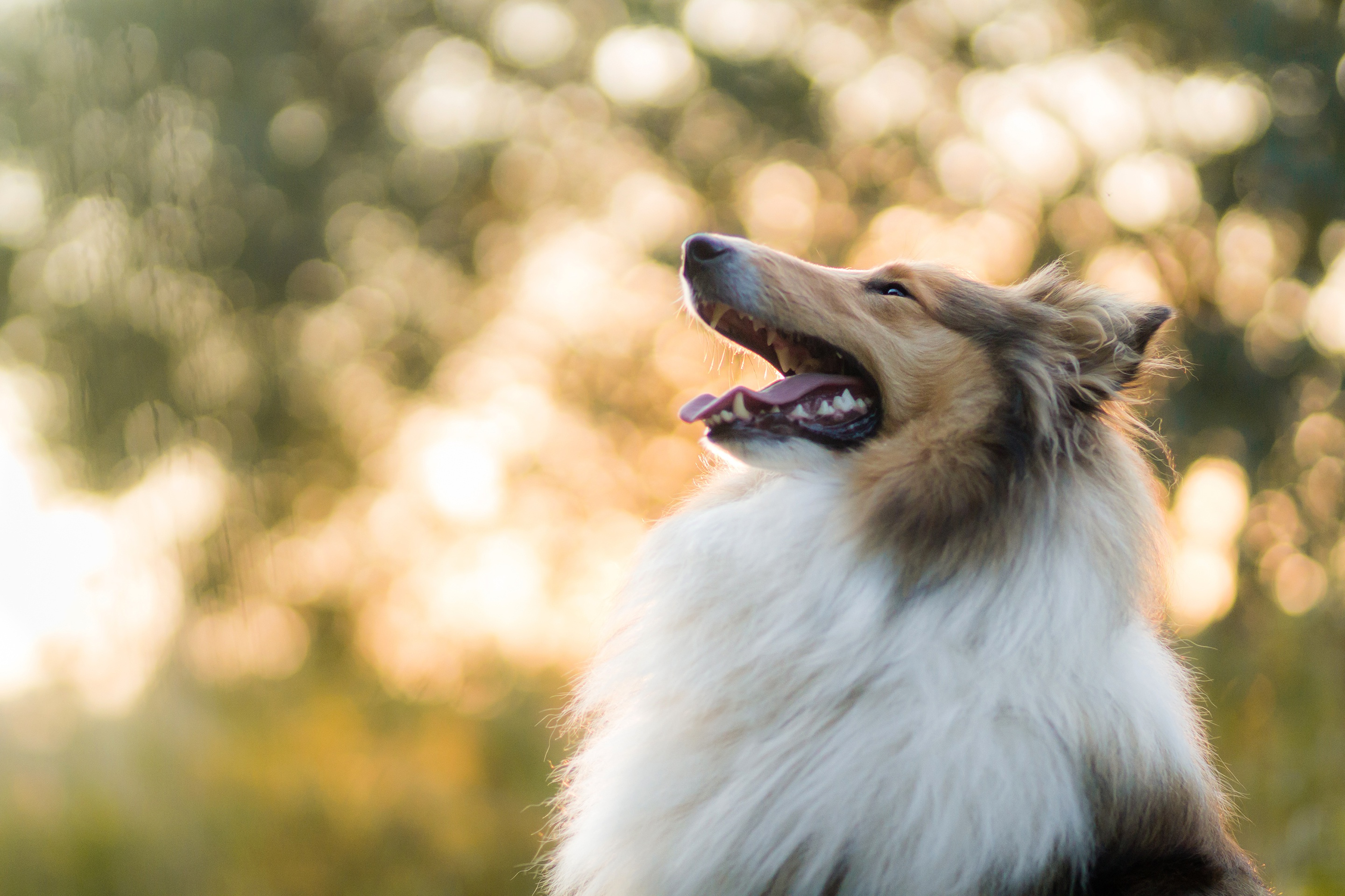 Обои собака, боке, колли, шелти, dog, bokeh, collie, sheltie разрешение 2880x1920 Загрузить