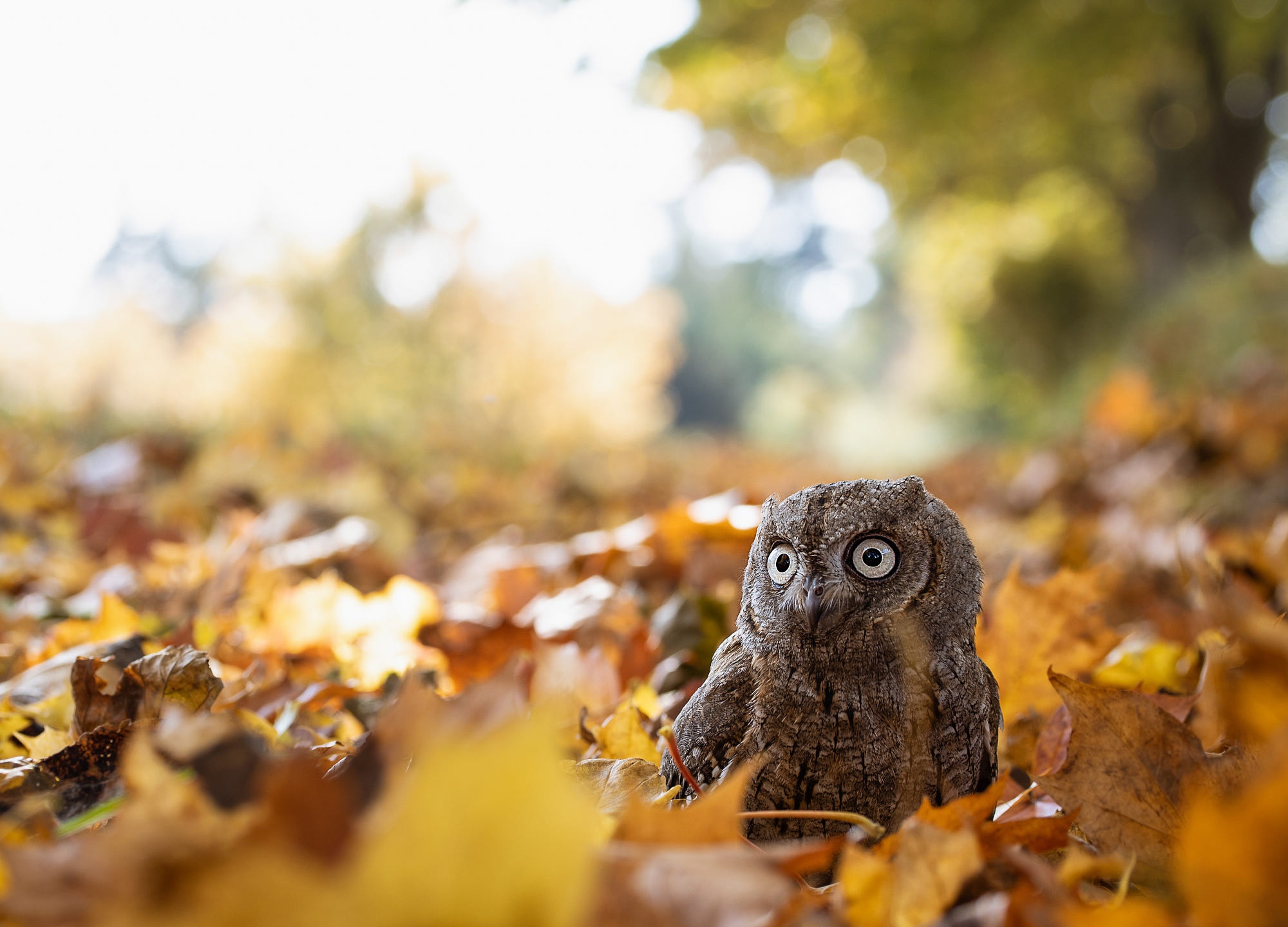 Обои сова, листва, взгляд, осень, птица, боке, сыч, осенние листья, owl, foliage, look, autumn, bird, bokeh, autumn leaves разрешение 2000x1440 Загрузить