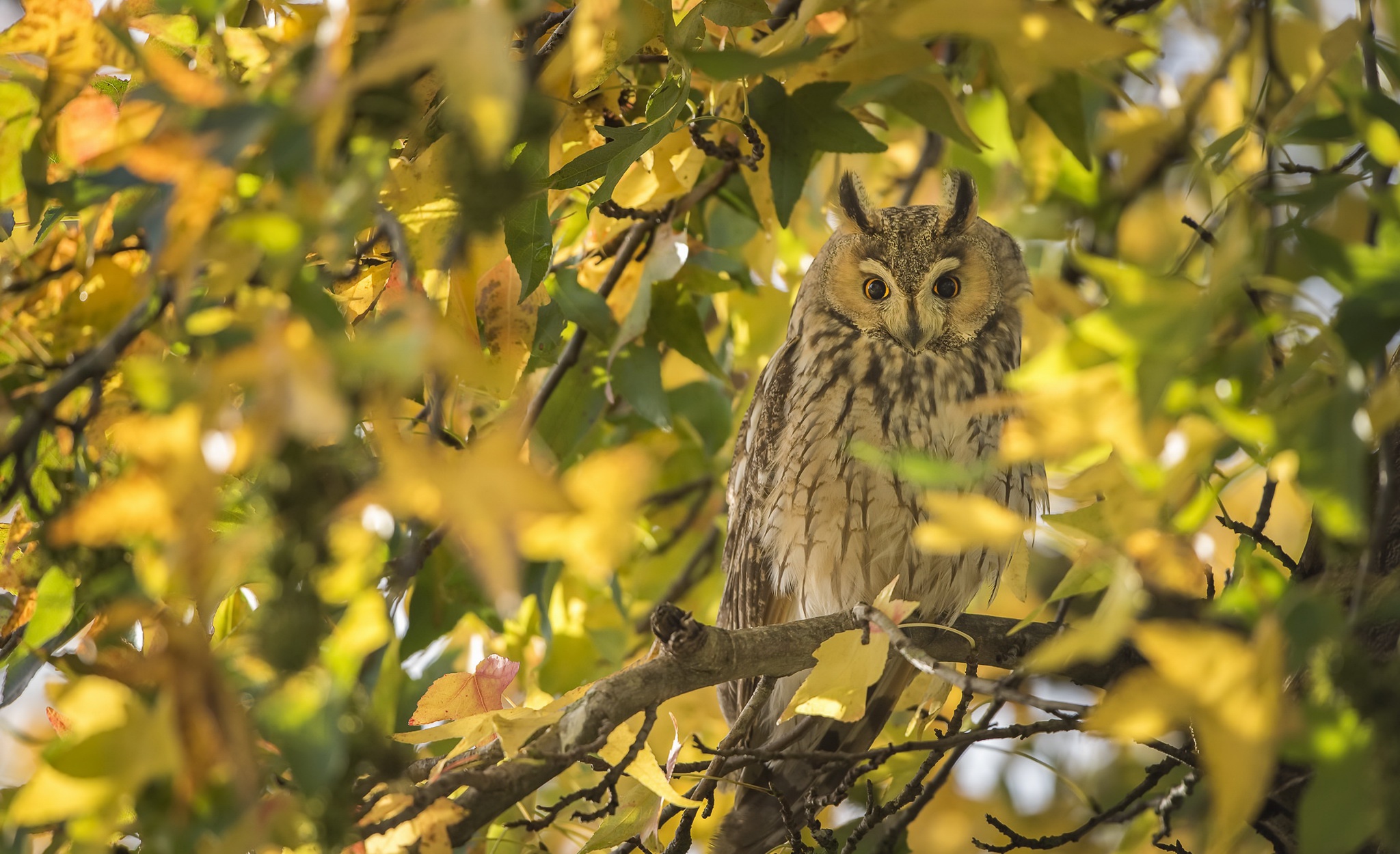 Обои сова, осень, птица, owl, autumn, bird разрешение 2048x1250 Загрузить