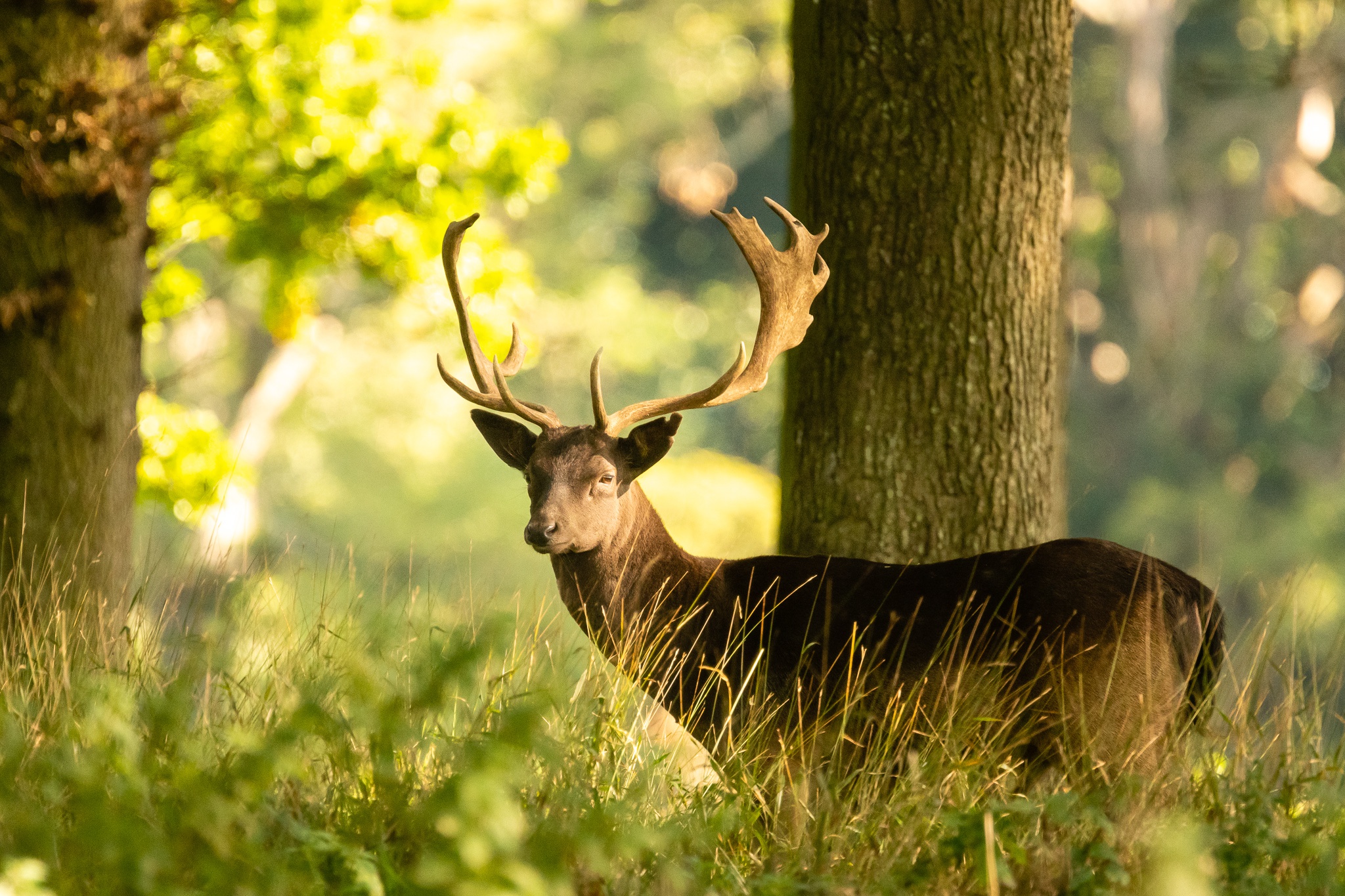 Обои свет, трава, дерево, лес, олень, лето, взгляд, боке, light, grass, tree, forest, deer, summer, look, bokeh разрешение 2048x1365 Загрузить