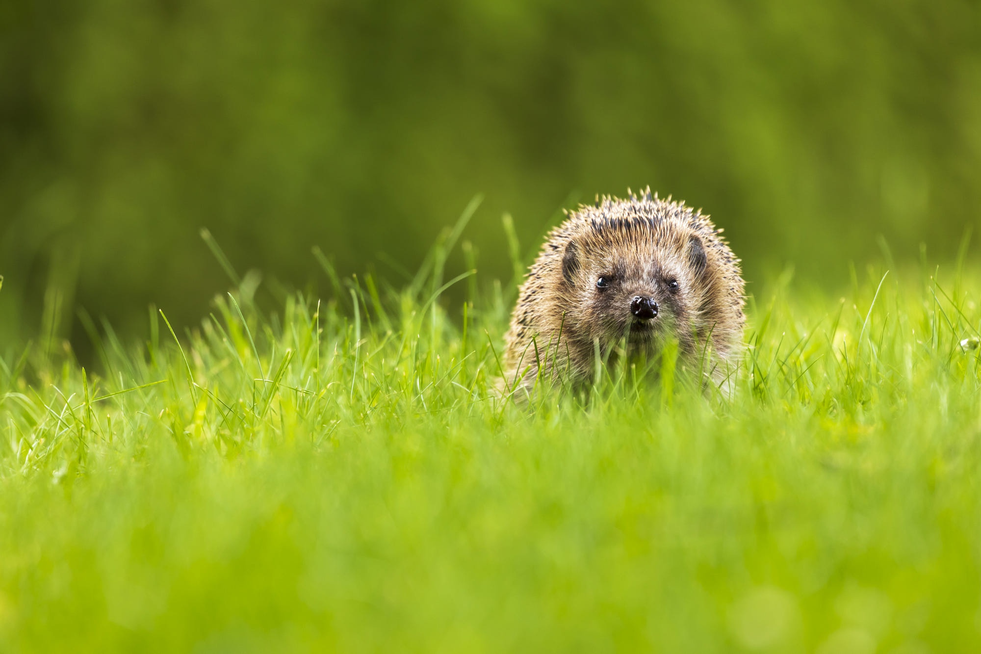 Обои трава, поляна, прогулка, ежик, еж, боке, grass, glade, walk, hedgehog, bokeh разрешение 2000x1333 Загрузить