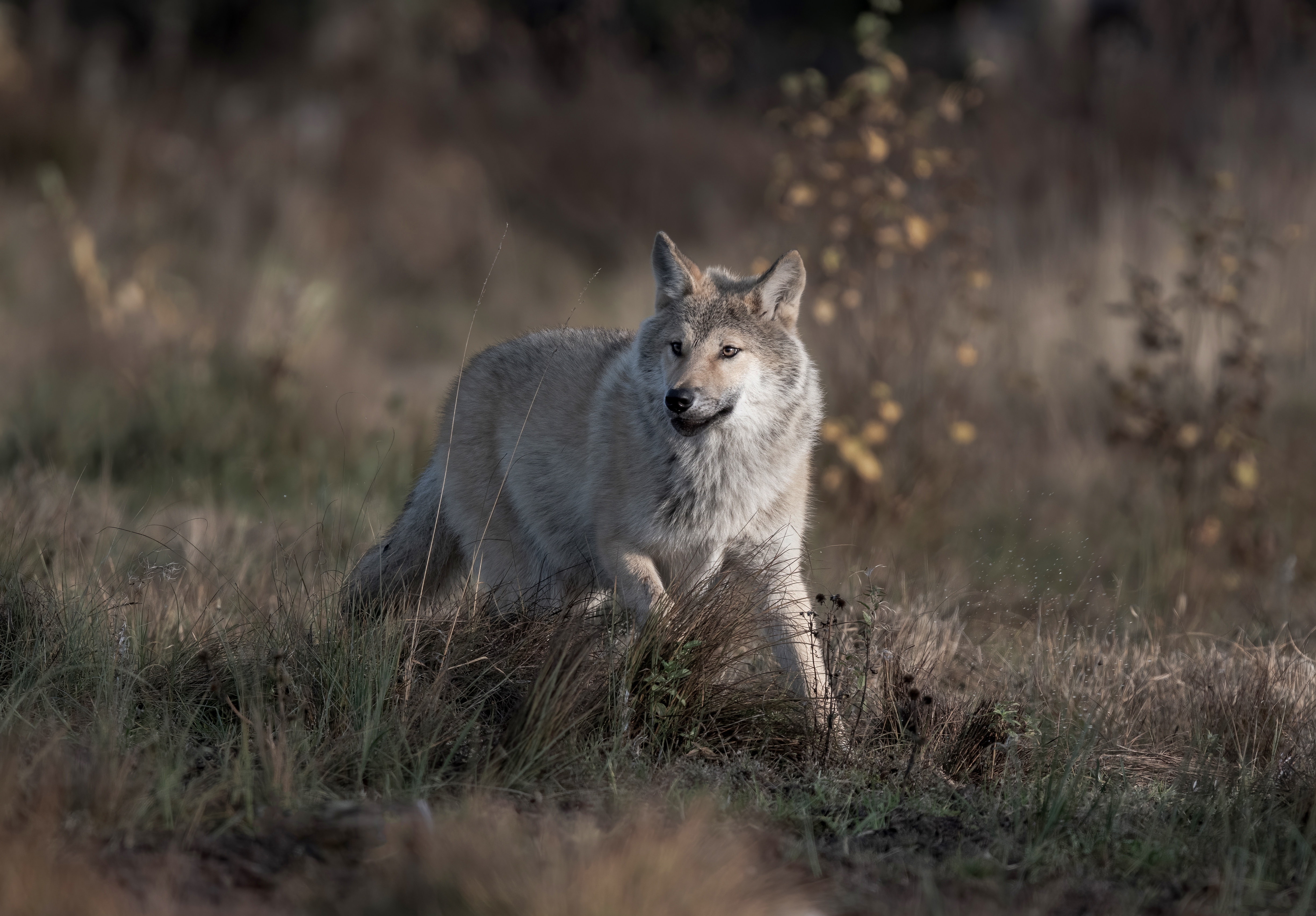 Обои трава, природа, взгляд, серый, бег, волк, grass, nature, look, grey, running, wolf разрешение 4899x3411 Загрузить