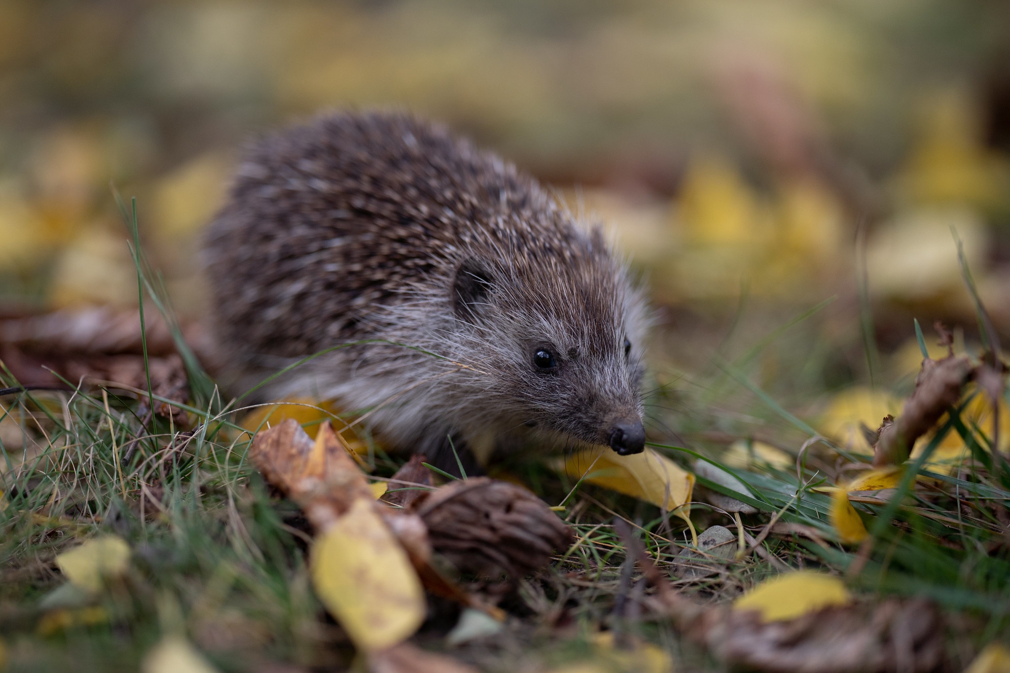 Обои трава, листья, осень, прогулка, ежик, еж, боке, grass, leaves, autumn, walk, hedgehog, bokeh разрешение 2048x1365 Загрузить