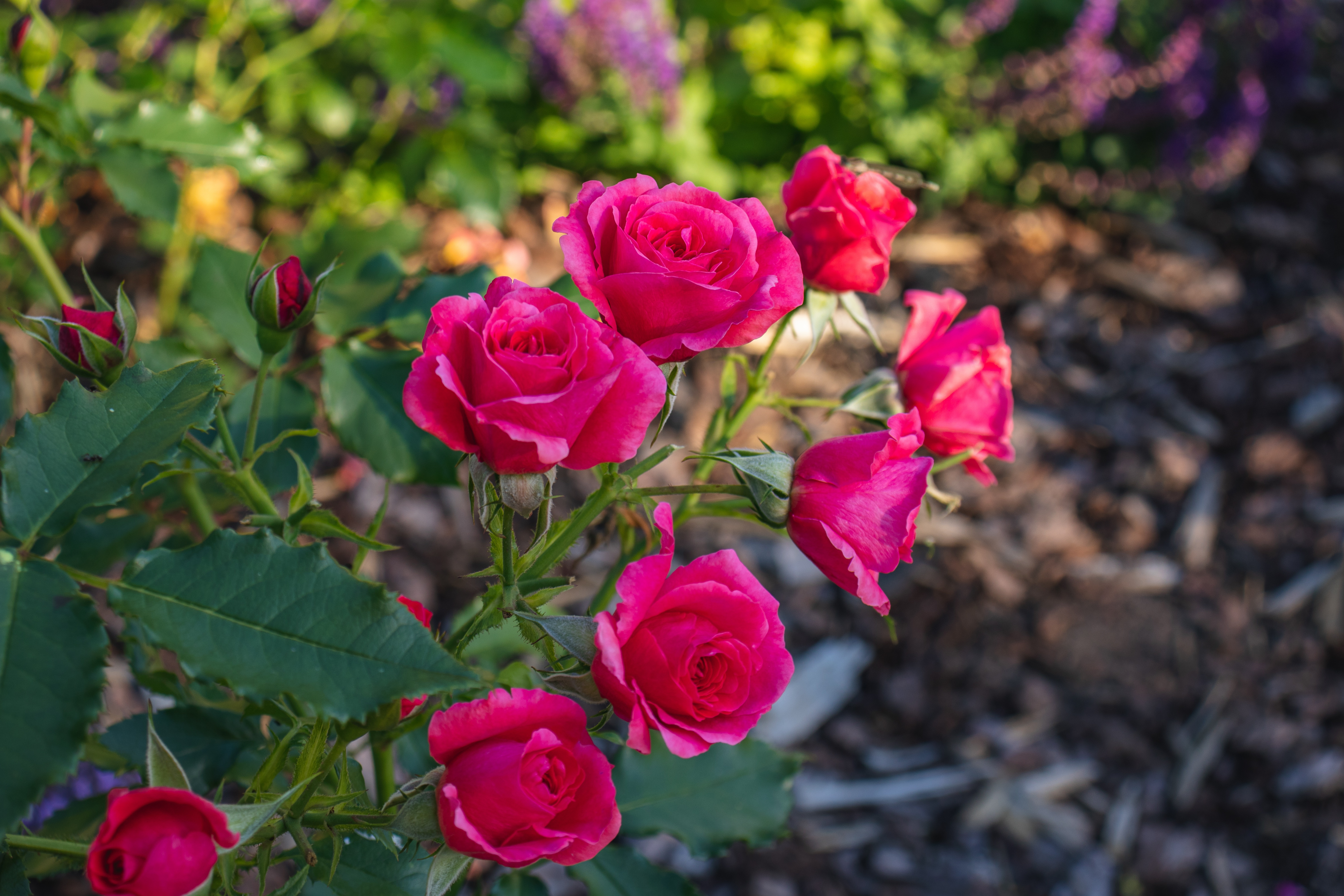 Обои ветка, розы, сад, розовые, яркие, боке, branch, roses, garden, pink, bright, bokeh разрешение 6000x4000 Загрузить