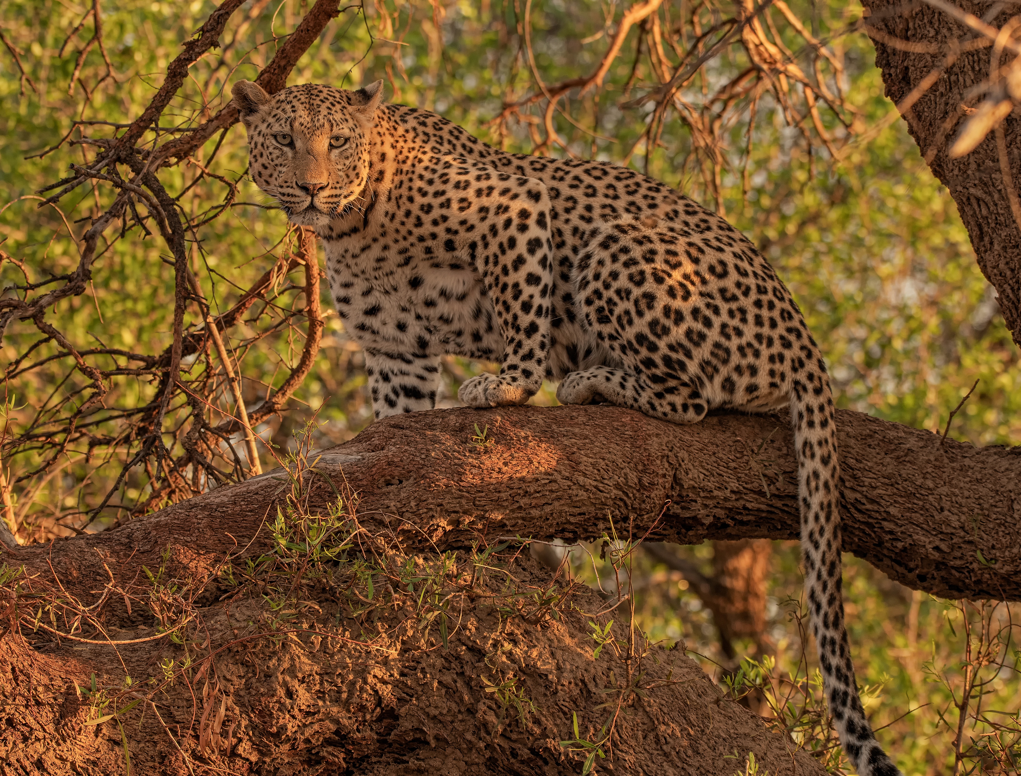 Обои взгляд, леопард, дикая кошка, на дереве, look, leopard, wild cat, on the tree разрешение 4300x3268 Загрузить