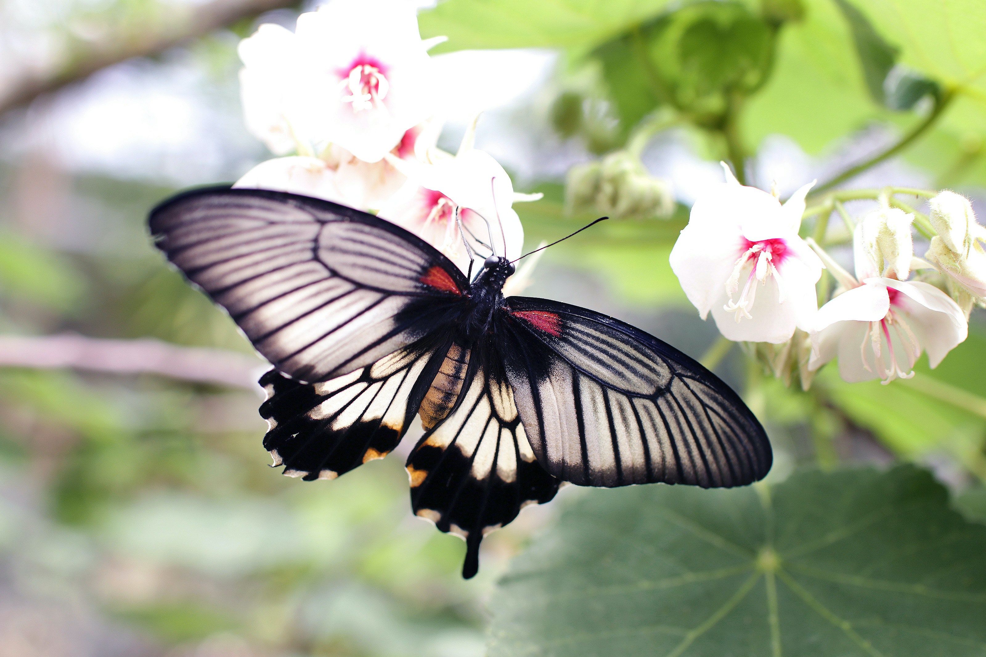 Обои цветы, макро, бабочка, боке, flowers, macro, butterfly, bokeh разрешение 3200x2133 Загрузить