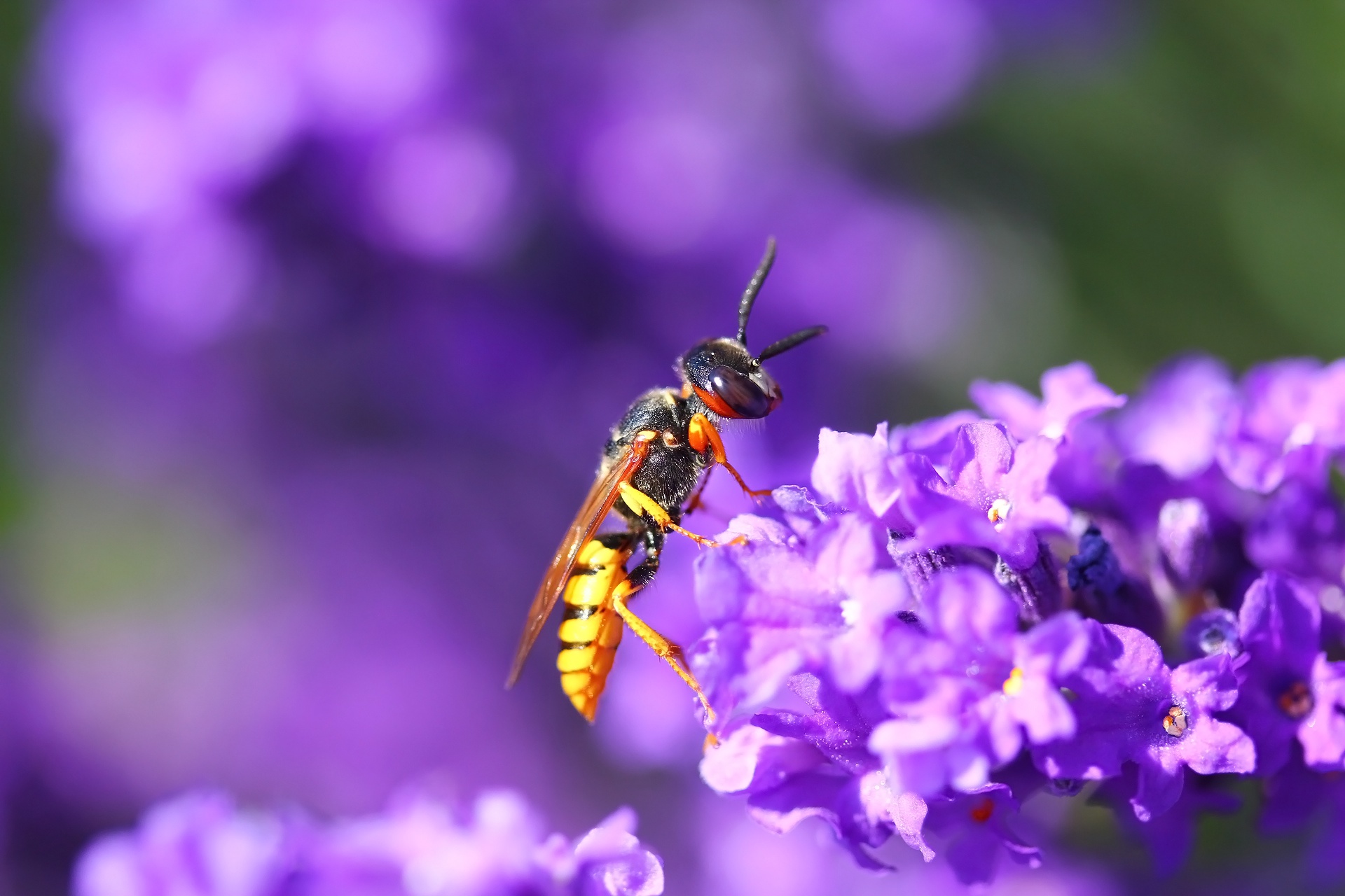 Обои цветы, насекомое, фон, оса, flowers, insect, background, osa разрешение 1920x1280 Загрузить