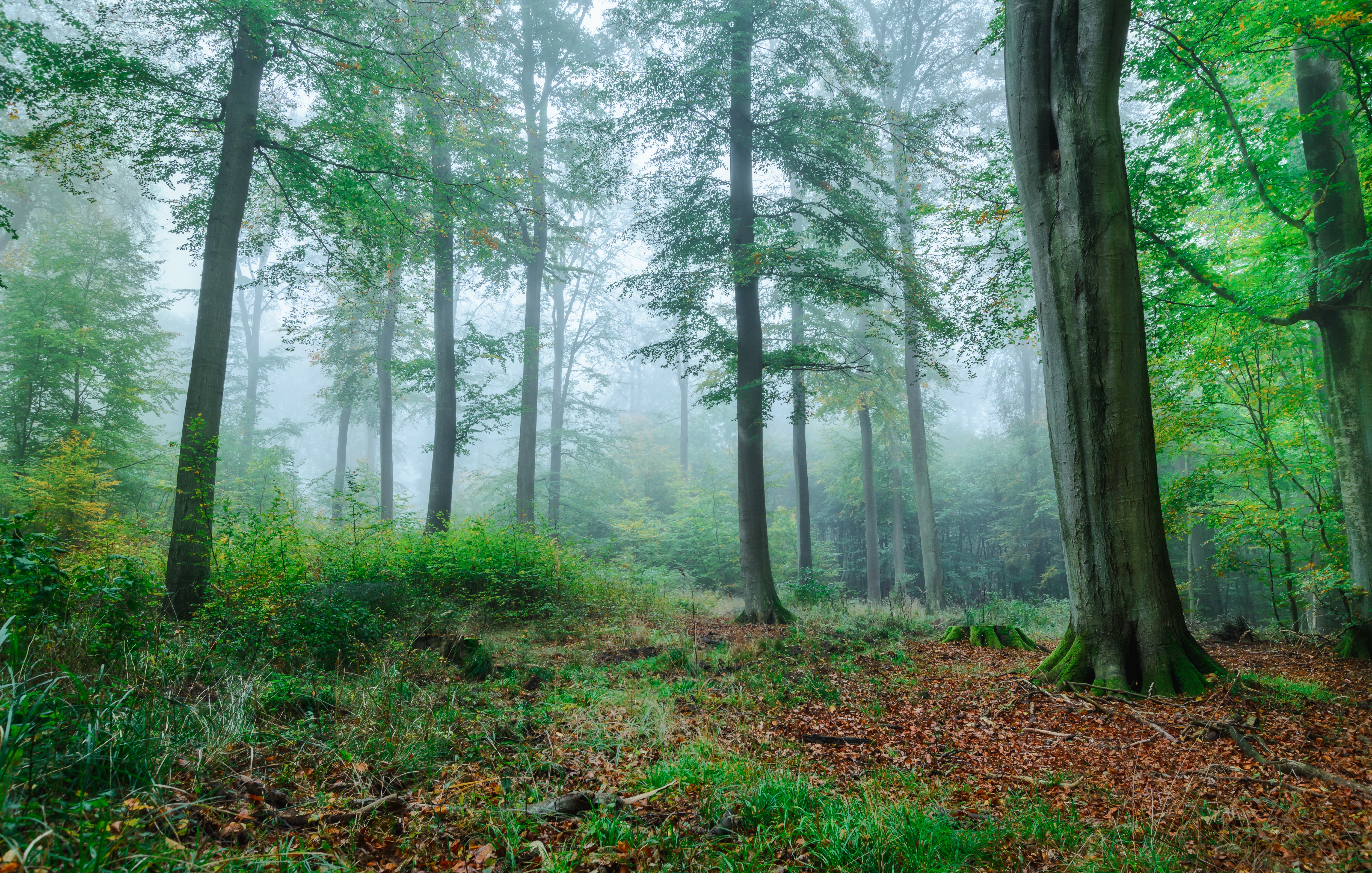 Обои деревья, зелень, лес, туман, ветки, осень, trees, greens, forest, fog, branches, autumn разрешение 5951x3788 Загрузить