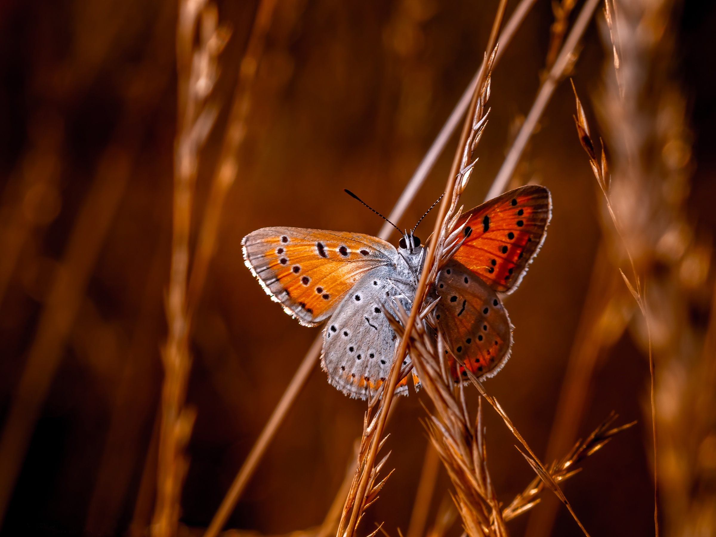 Обои макро, насекомое, бабочка, крылья, травинки, чешуекрылые, macro, insect, butterfly, wings, grass, lepidoptera разрешение 2400x1800 Загрузить