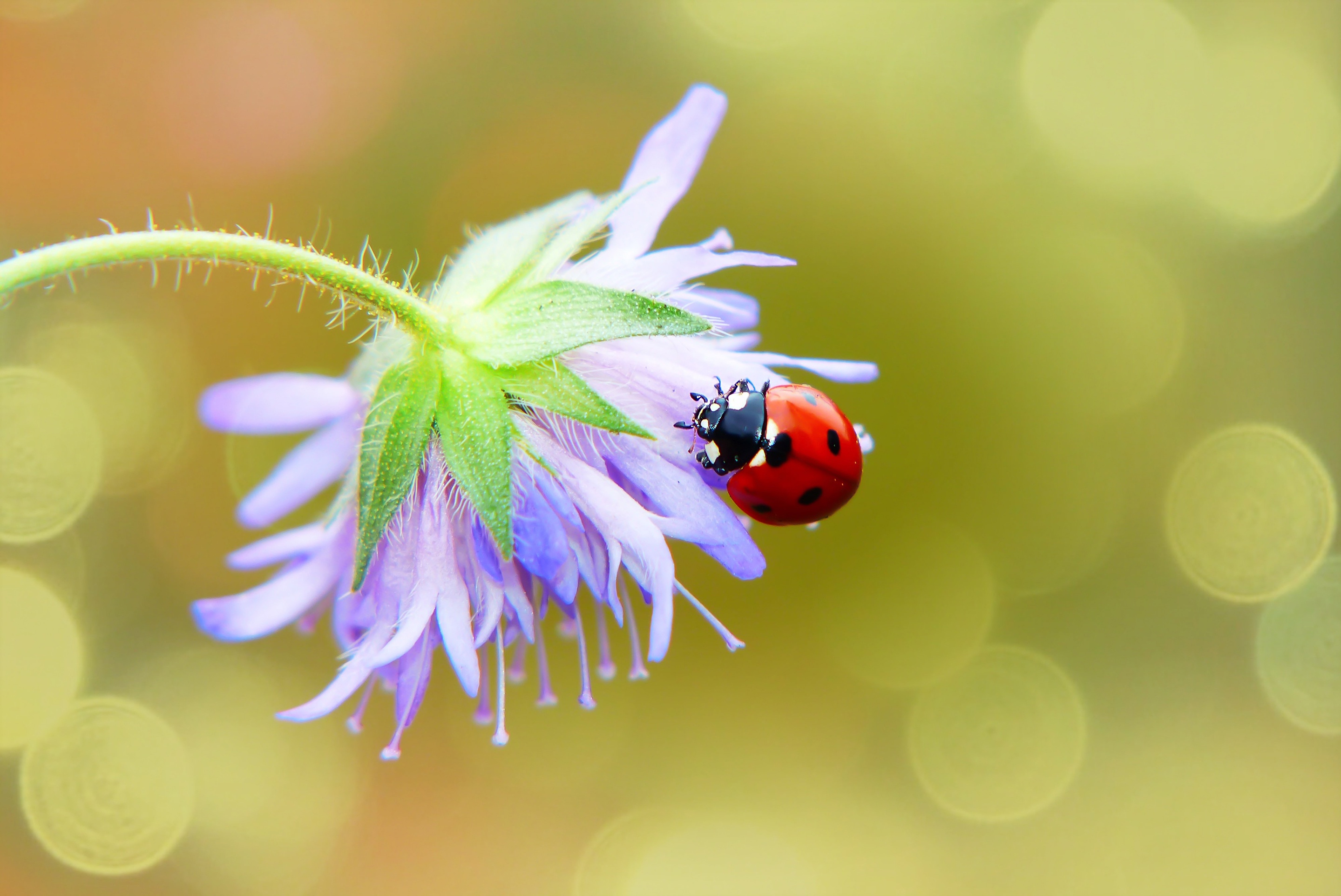 Обои макро, фон, цветок, божья коровка, macro, background, flower, ladybug разрешение 2880x1924 Загрузить