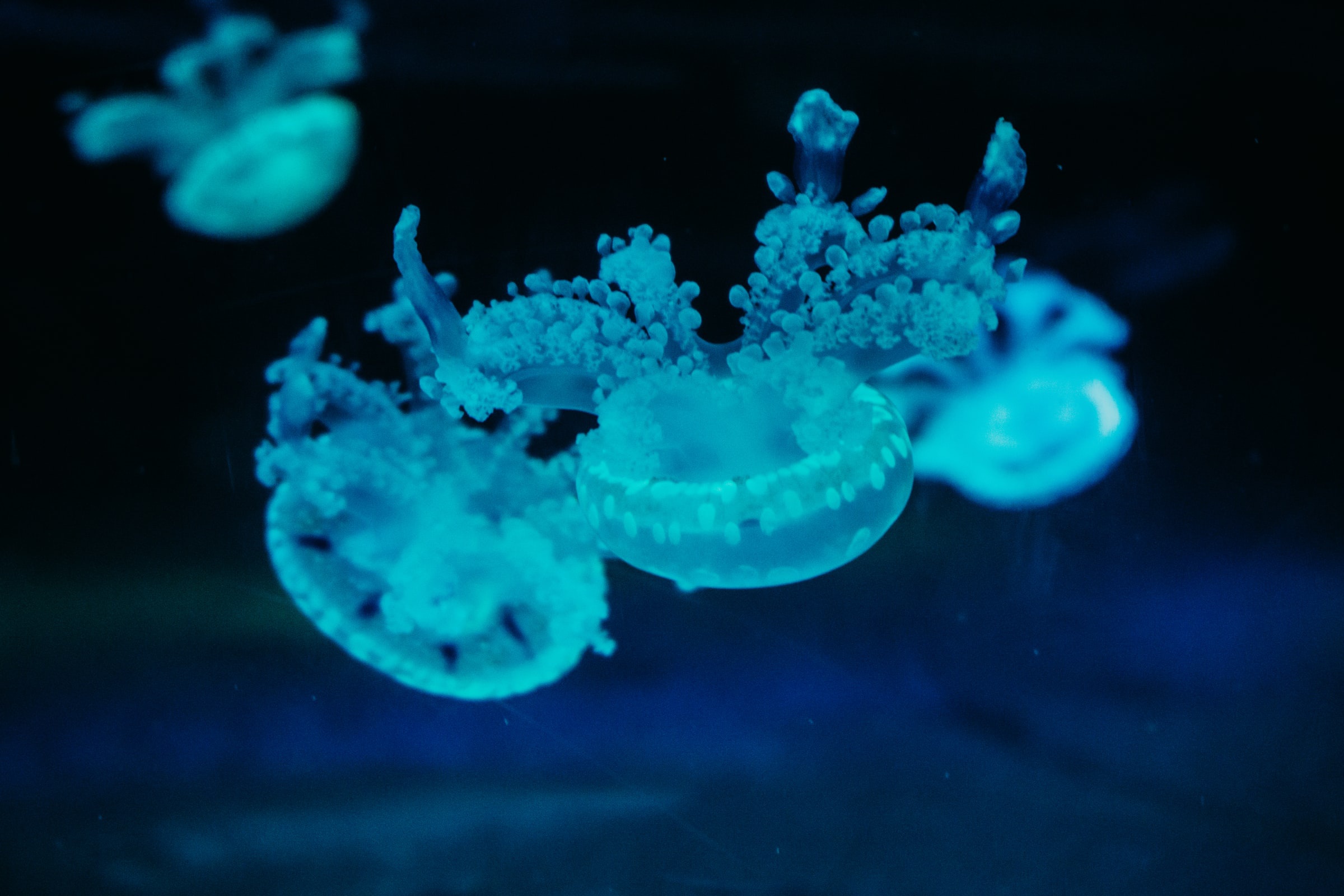 Обои под водой, голубые, медузы, under water, blue, jellyfish разрешение 2400x1600 Загрузить